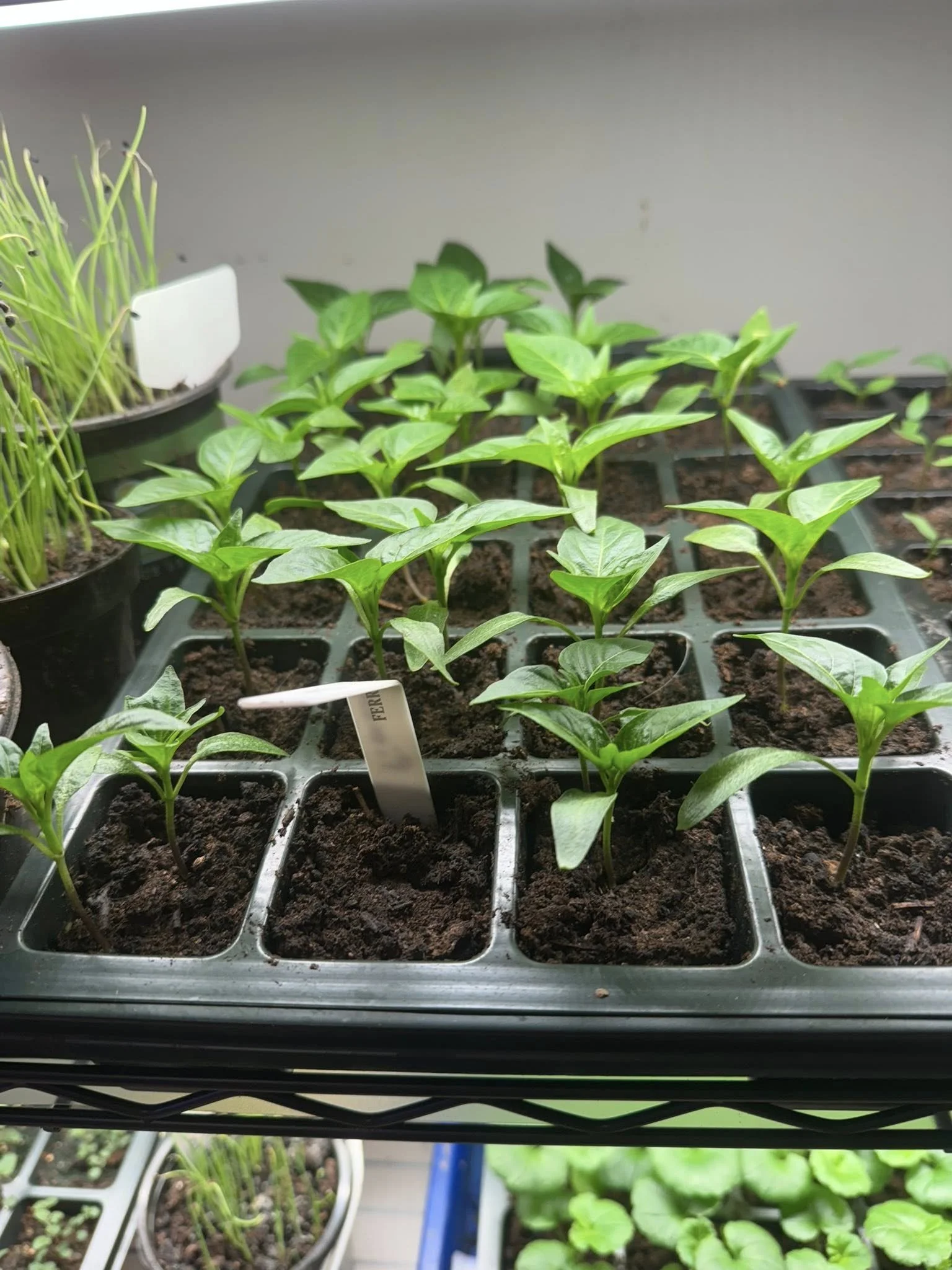 Plant Starts