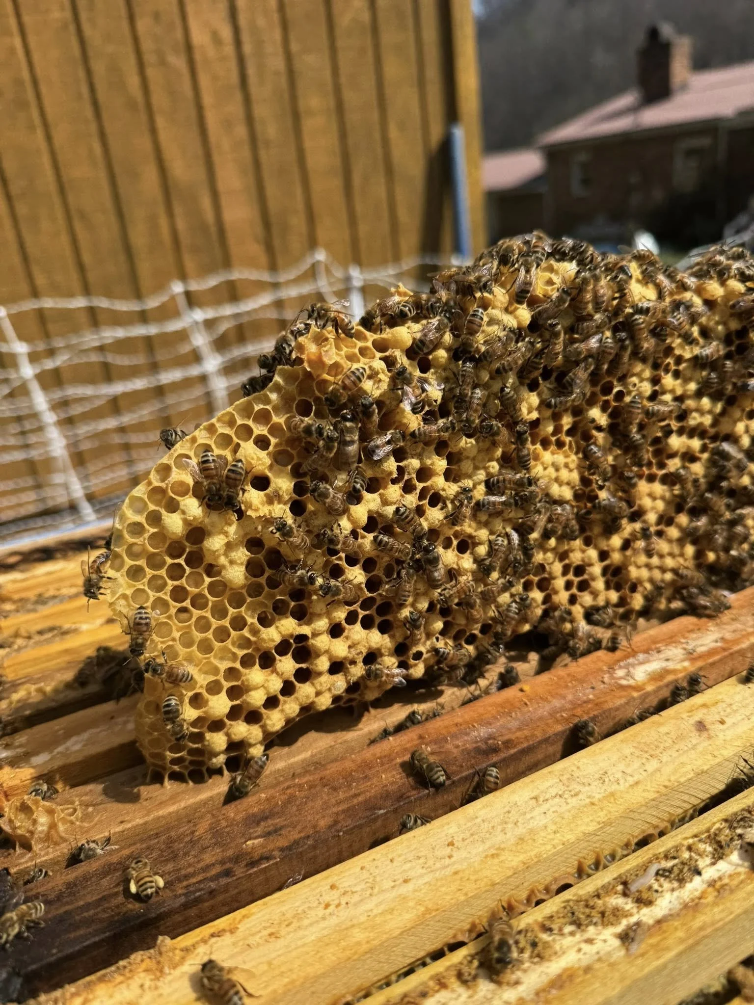 Close-up of a honeycomb with bees working on it inside a beehive.
