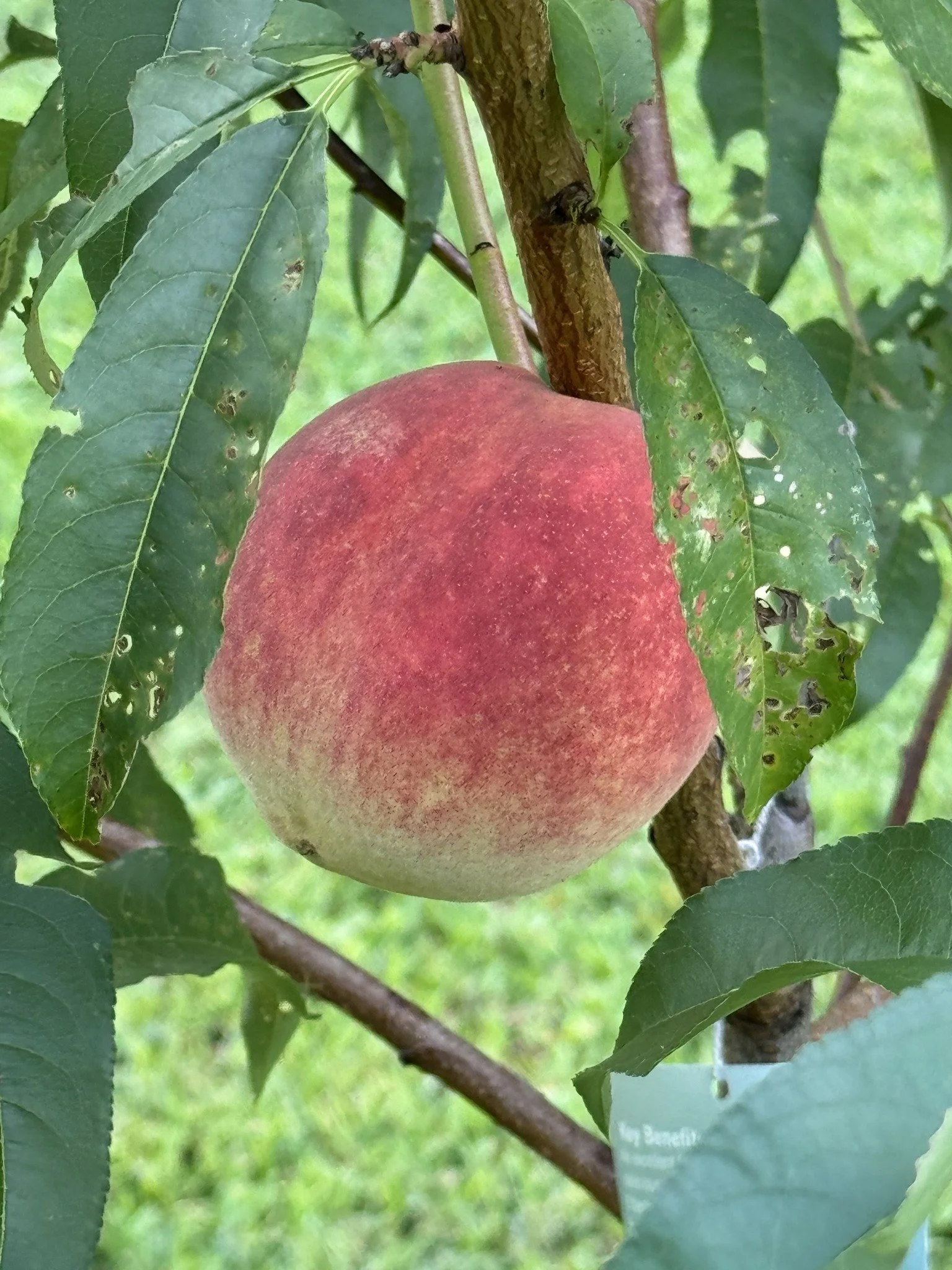 A ripe peach hanging from a peach tree surrounded by green leaves.