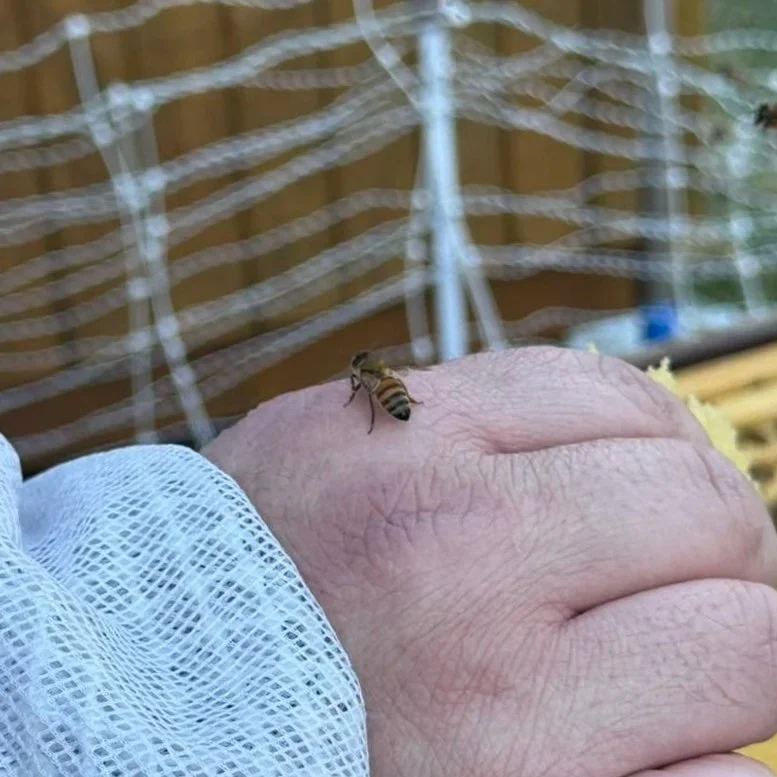 Close-up of a bee on a person's hand with a wire fence in the background.
