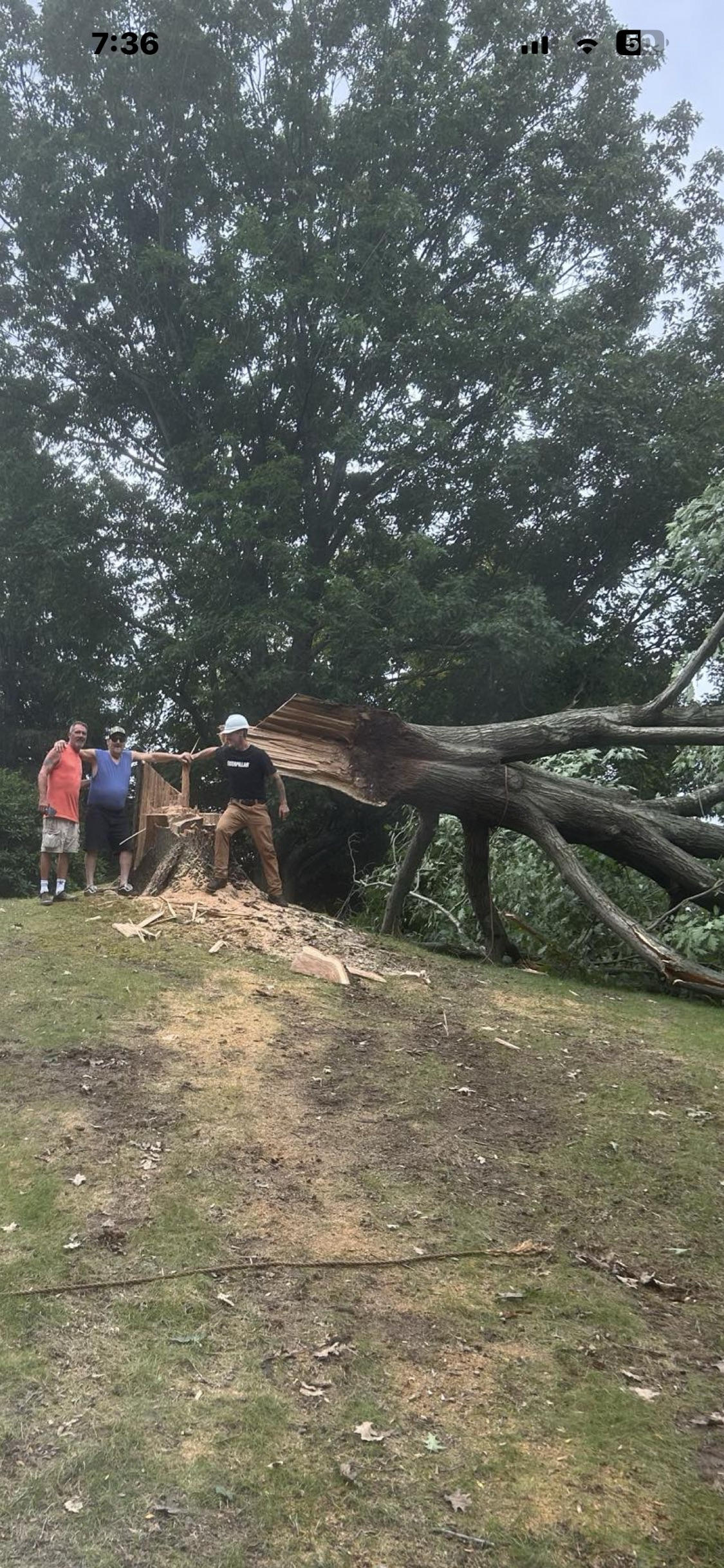 A large fallen tree has been cut down with three men standing next to the tree and a tree stump. One man is wearing a white safety helmet, and the others are in casual clothing. The scene is outdoors in a grassy area with trees in the background.