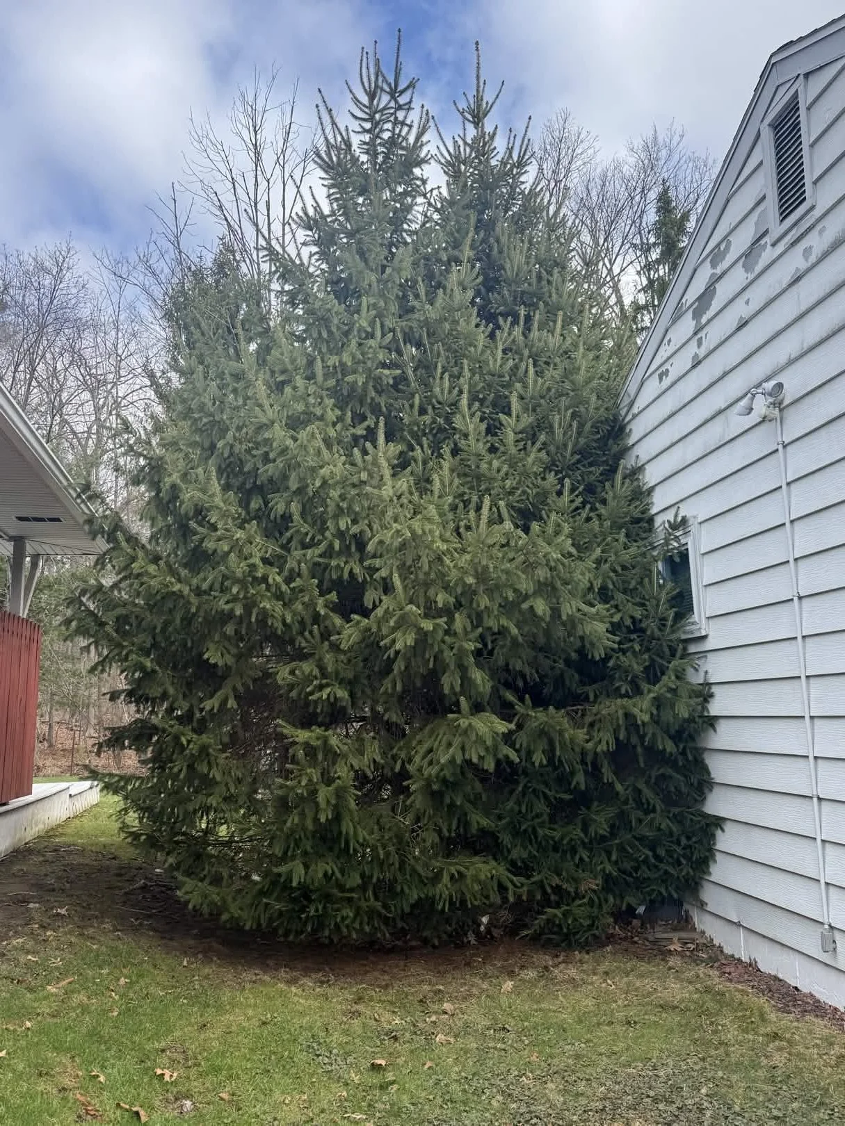 Large evergreen tree growing next to a white house with siding, with some leafless trees in the background under a partly cloudy sky.