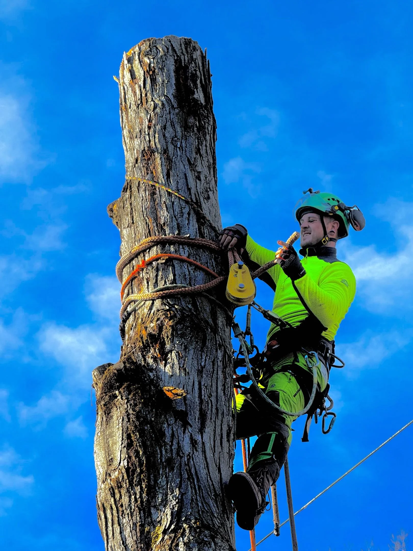 An arborist wearing a helmet and bright green safety gear is climbing a tall, weathered tree trunk using safety harnesses and climbing equipment.