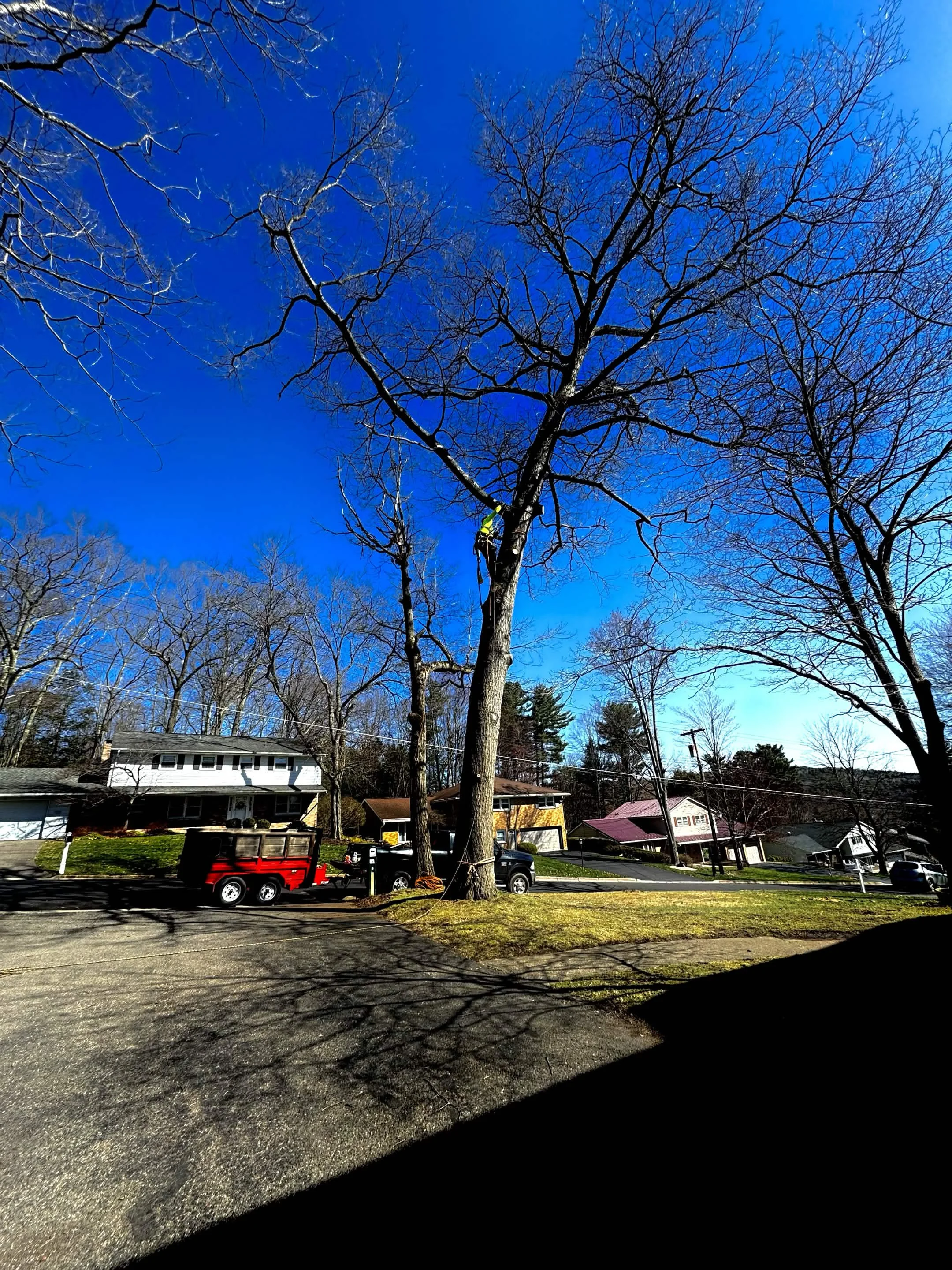 Residential neighborhood street with leafless trees, parked cars, houses, and a blue sky. A worker is climbing a tree.