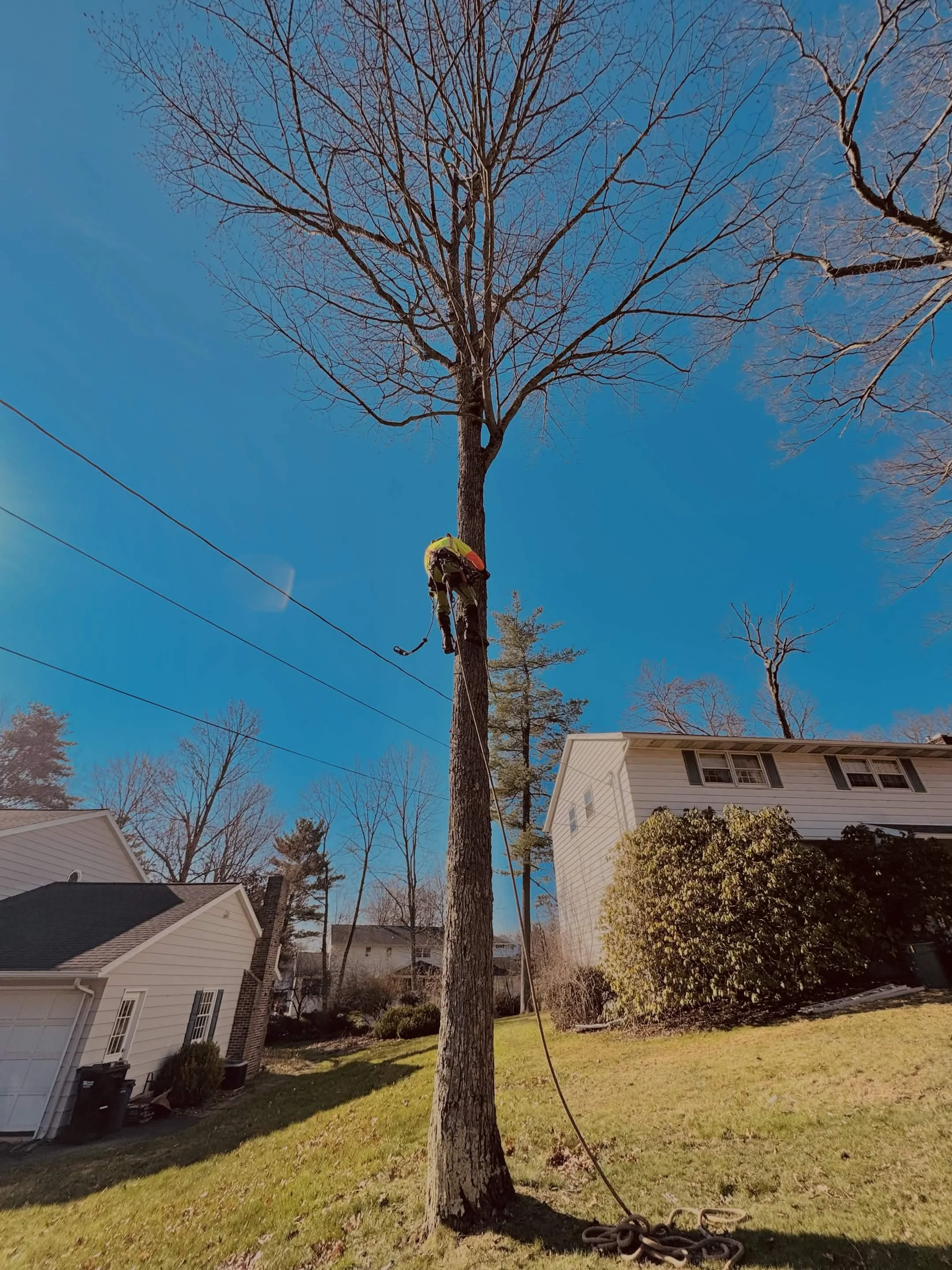 A person climbing a tall tree with a harness and safety equipment in a residential backyard during daytime. There are houses, trees, and a clear blue sky in the background.