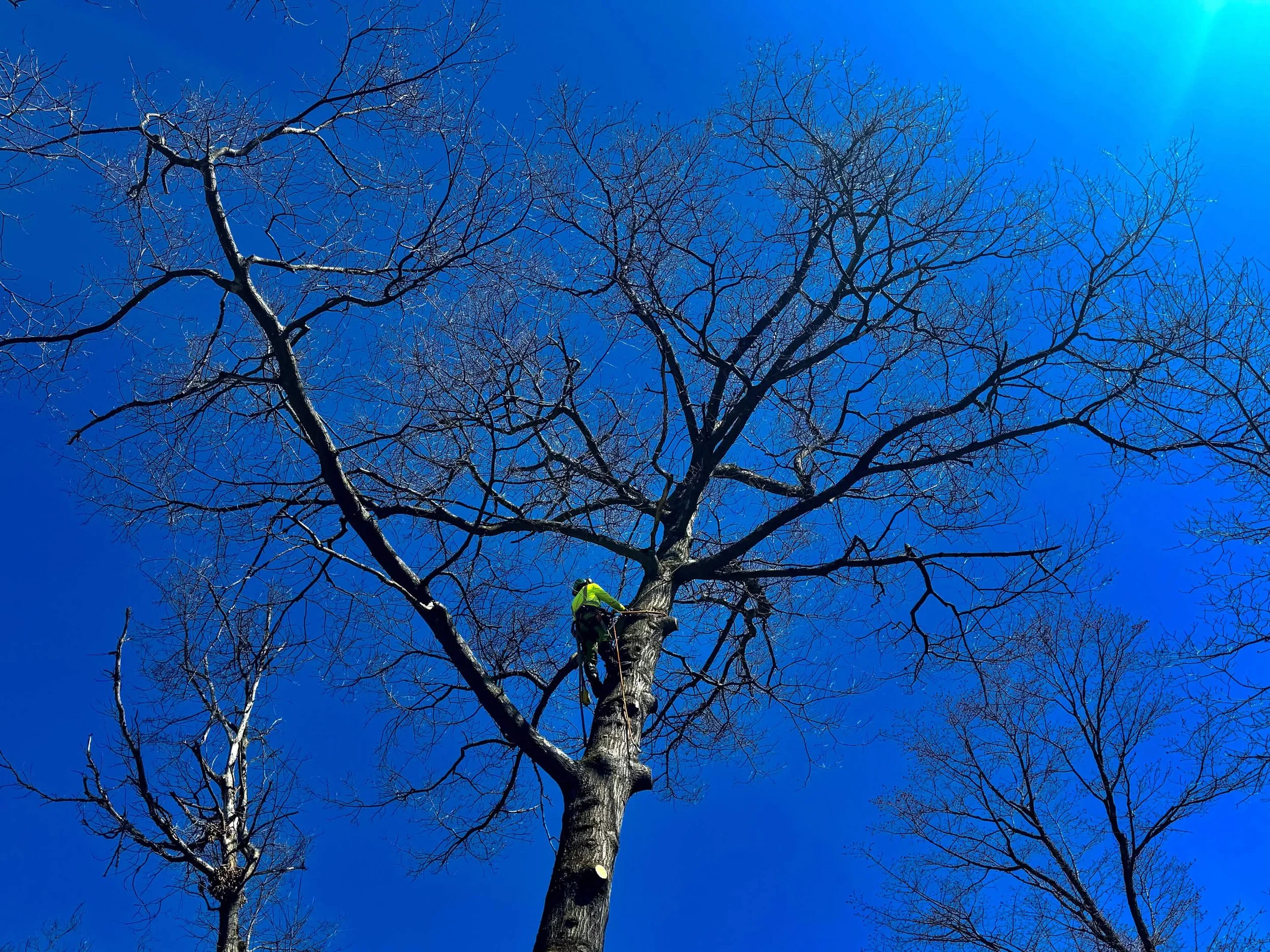 A person wearing a yellow jacket and a helmet is climbing a tall leafless tree with a blue sky in the background.