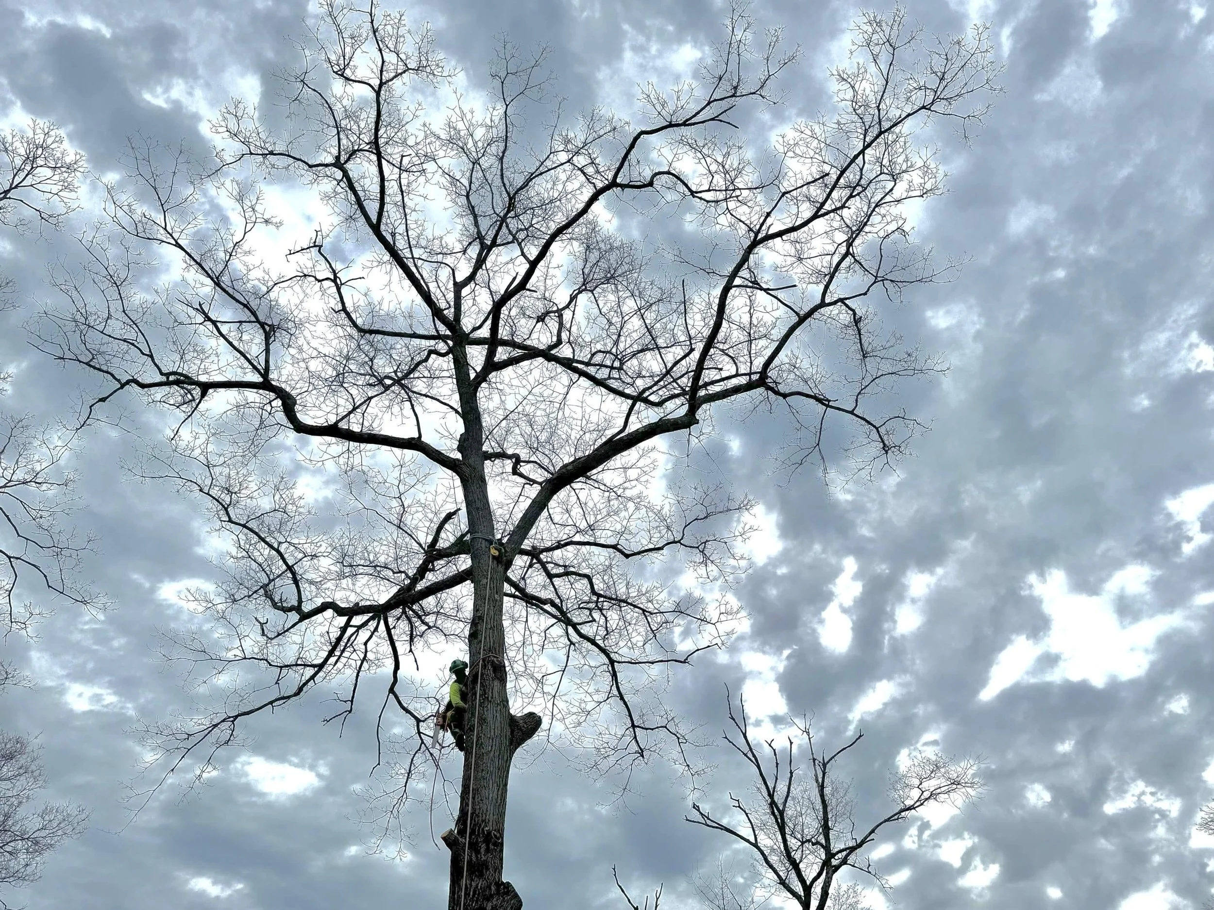 A tall, leafless tree with multiple branches reaching upward against a cloudy sky, with workers climbing the trunk.