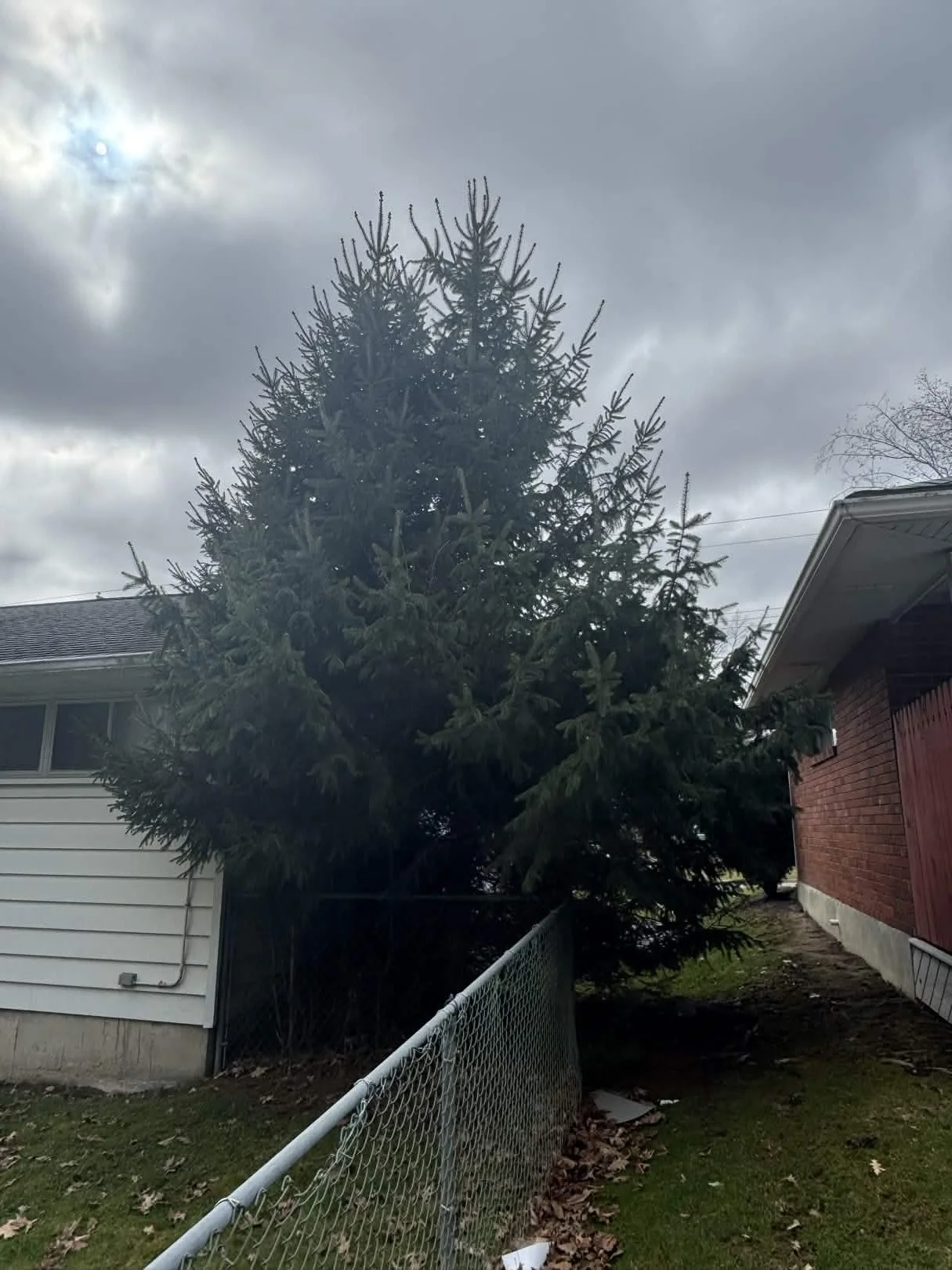 A large evergreen tree next to a white house with vinyl siding, a chain-link fence, and a brick house in the background under a cloudy sky.