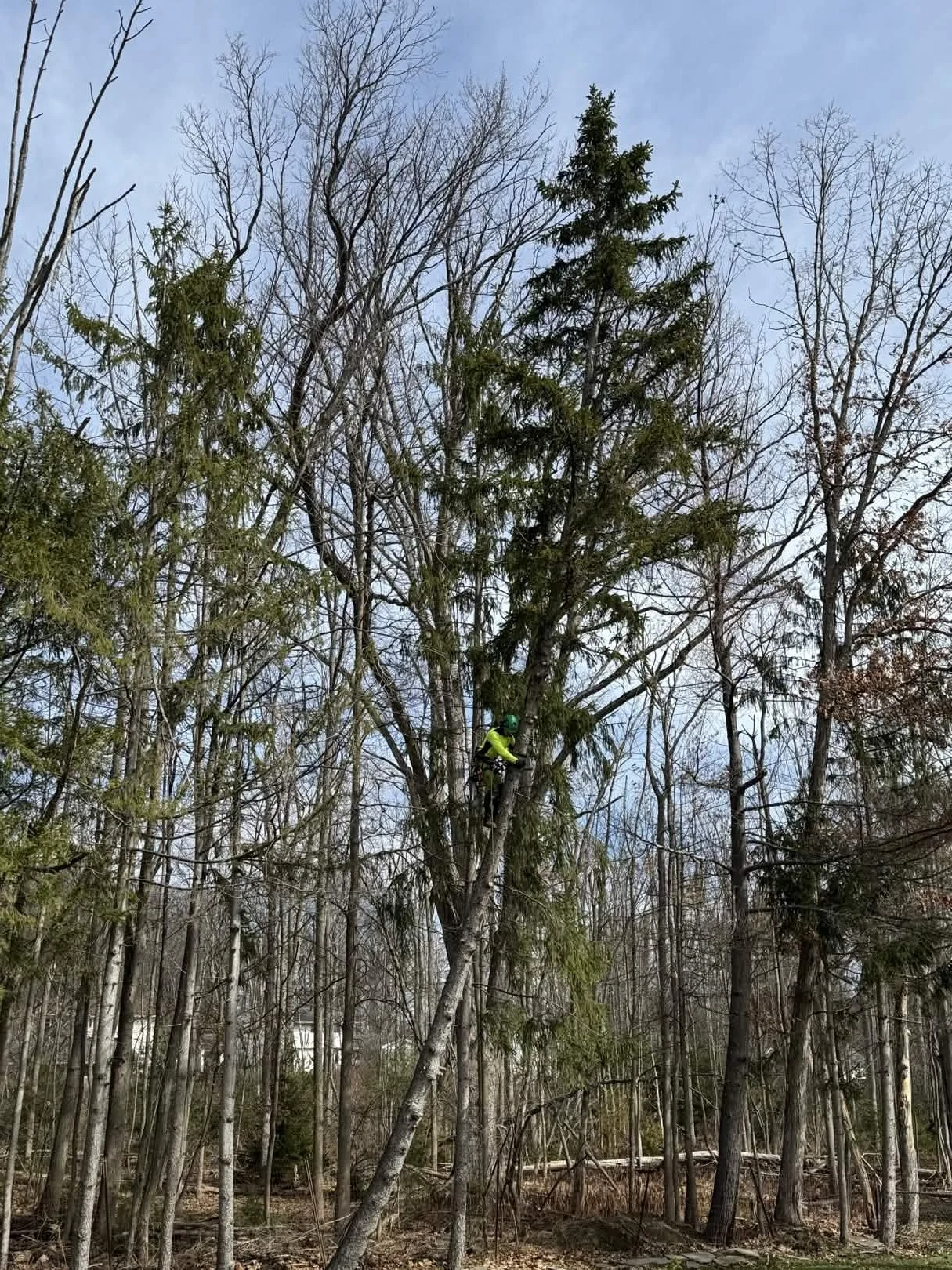A person wearing a bright yellow jacket and green helmet is climbing a tall tree in a wooded area with many partly leafless trees, under a cloudy sky.