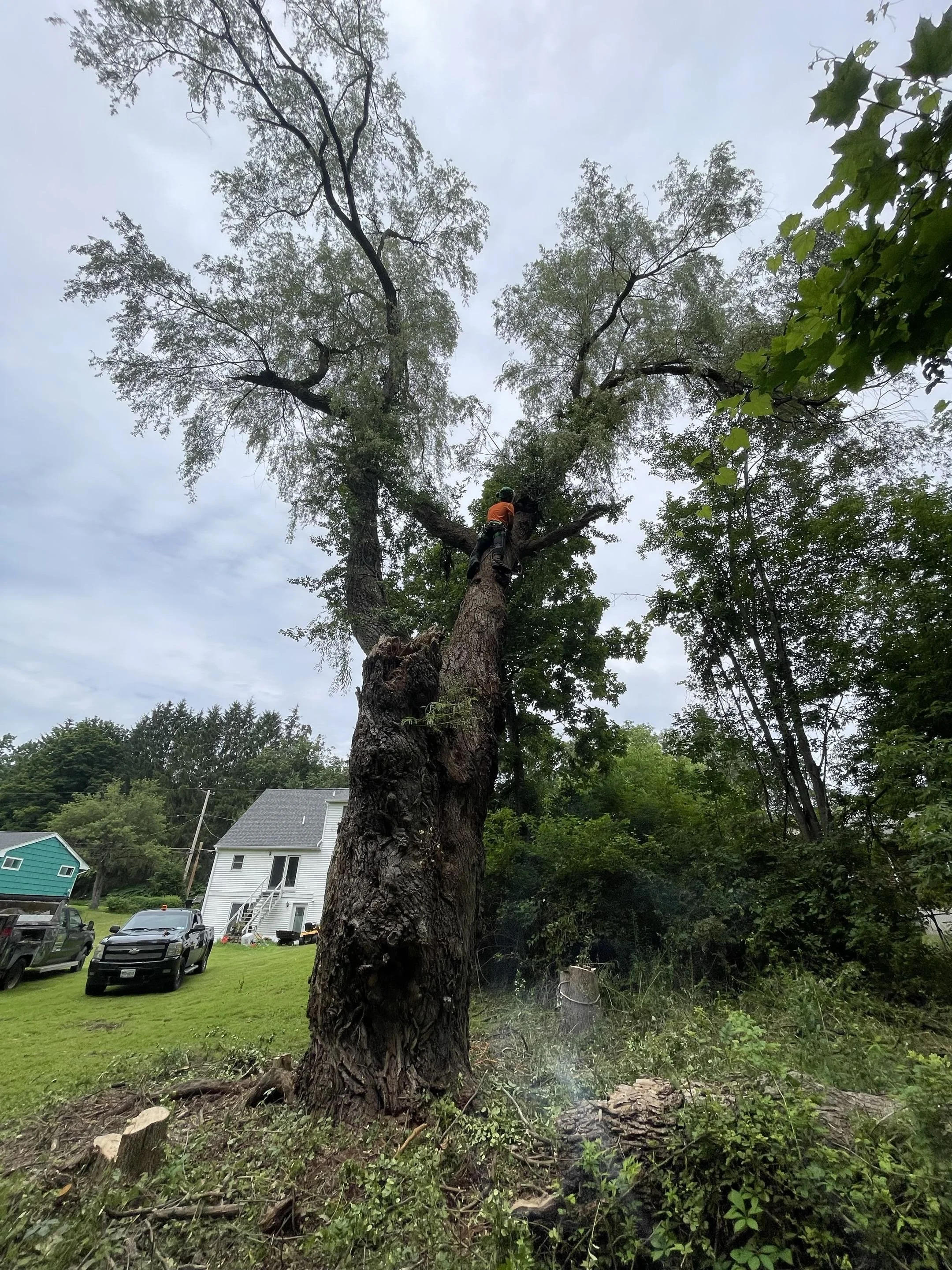 A worker in safety gear climbing a large tree in a residential area, with cars and houses visible in the background.