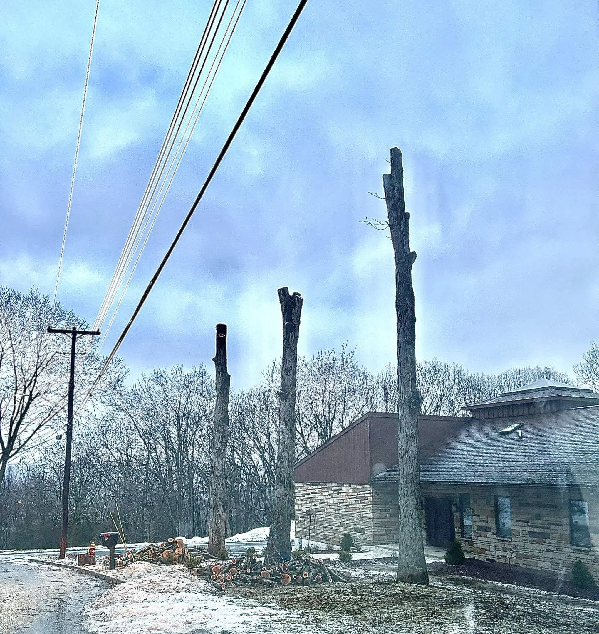 Three large trees cut down and logs piled near a building with a brick and wood exterior, with snow on the ground and a cloudy sky overhead.