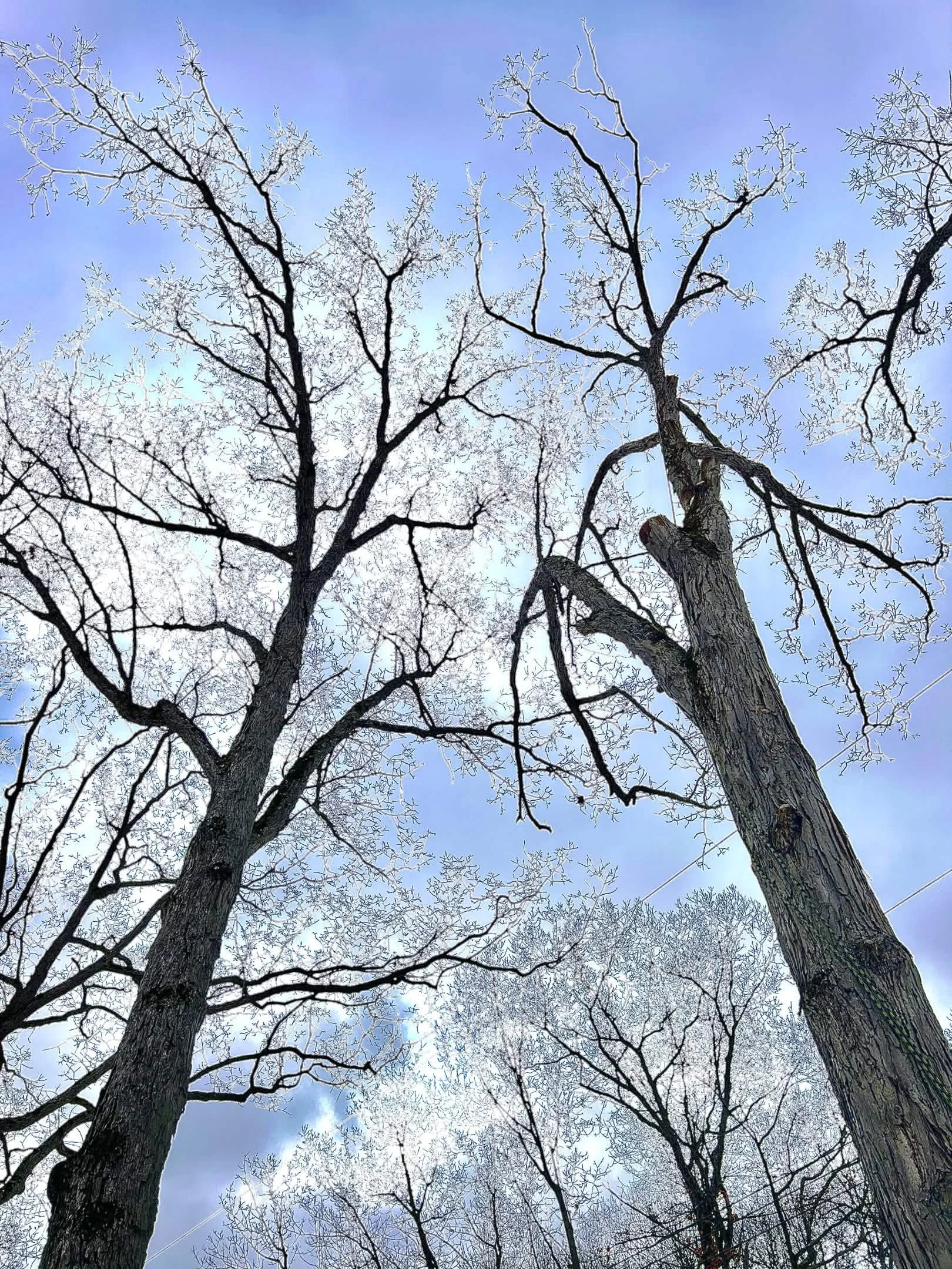 Looking up at leafless trees with textured bark against a partly cloudy sky.