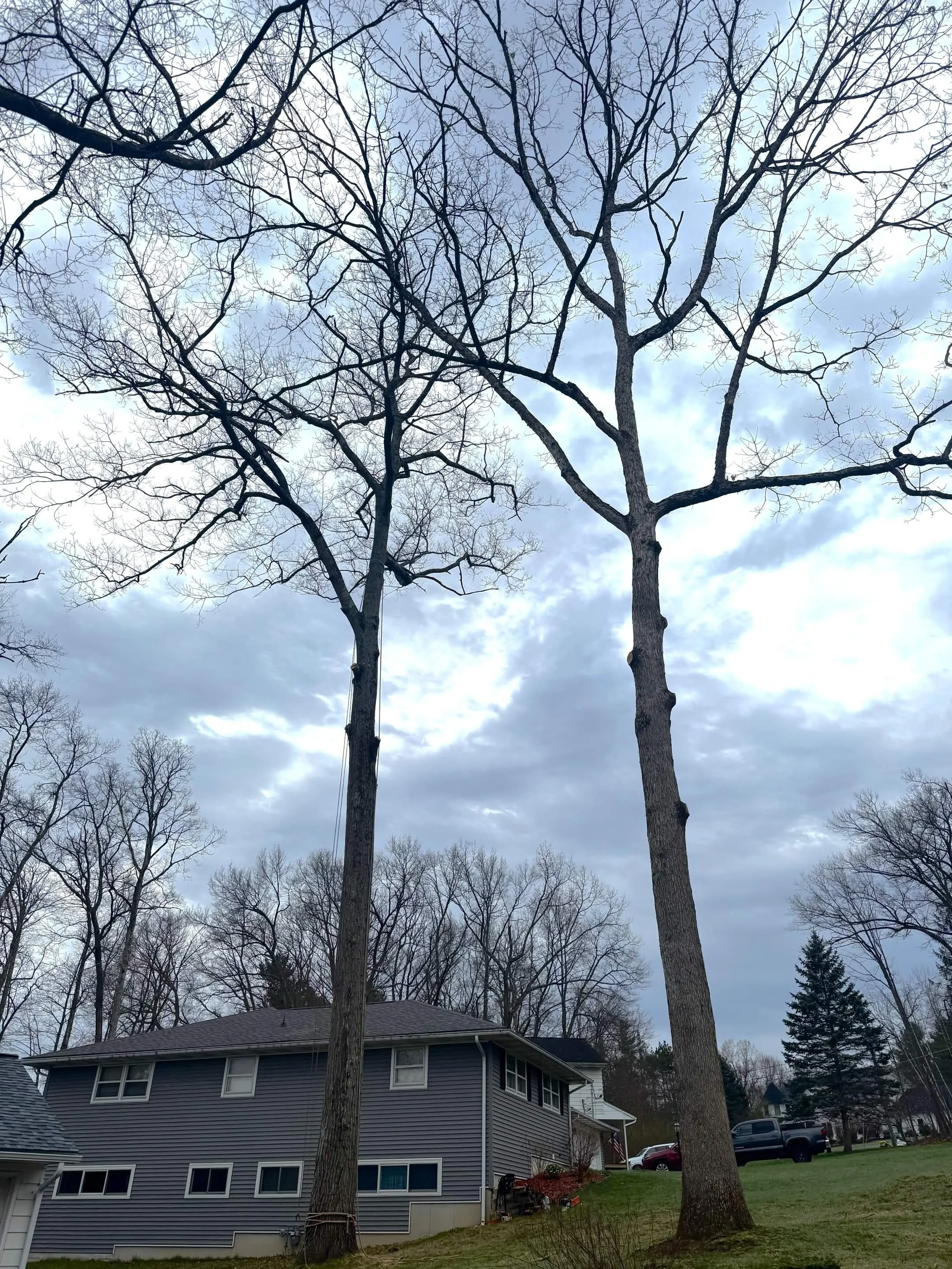 Two tall, leafless trees in a residential neighborhood with houses and cars, under a cloudy sky.