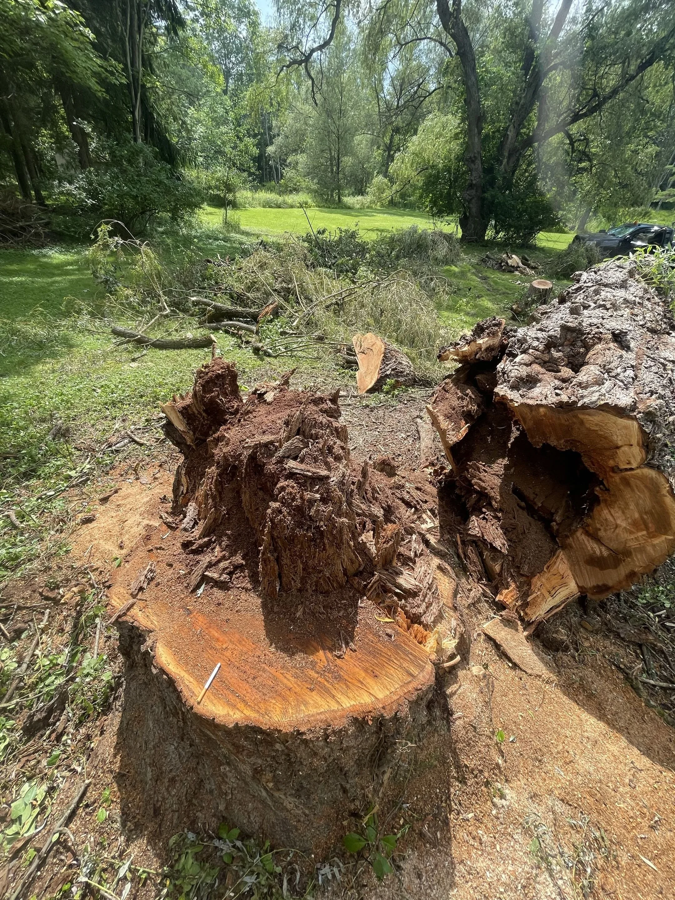 A cut tree trunk in the foreground with fallen branches and logs in a green outdoor park or forest setting.