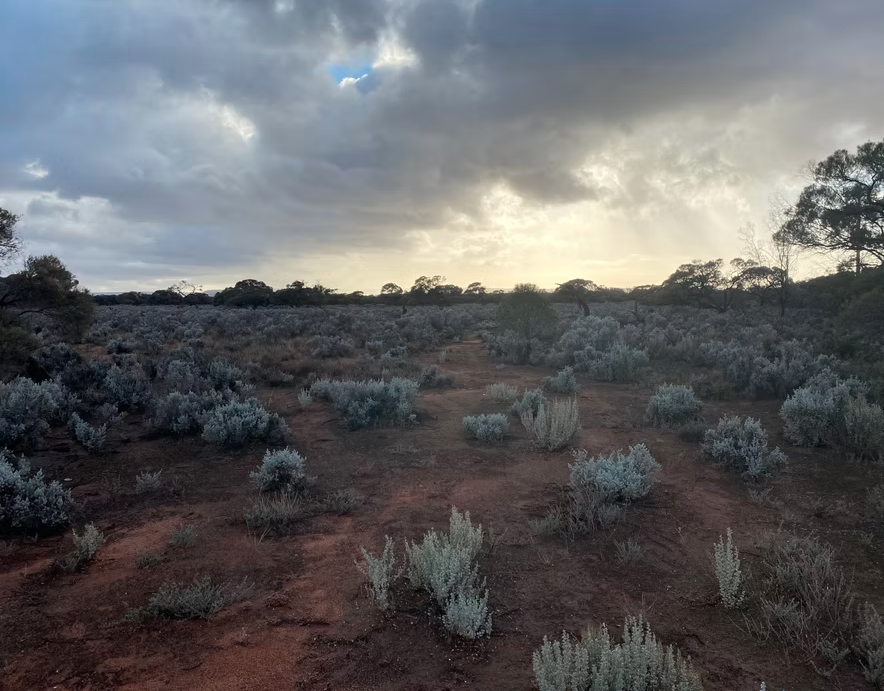 Open desert landscape with low bushes and scattered trees under a cloudy sky with sunlight breaking through.