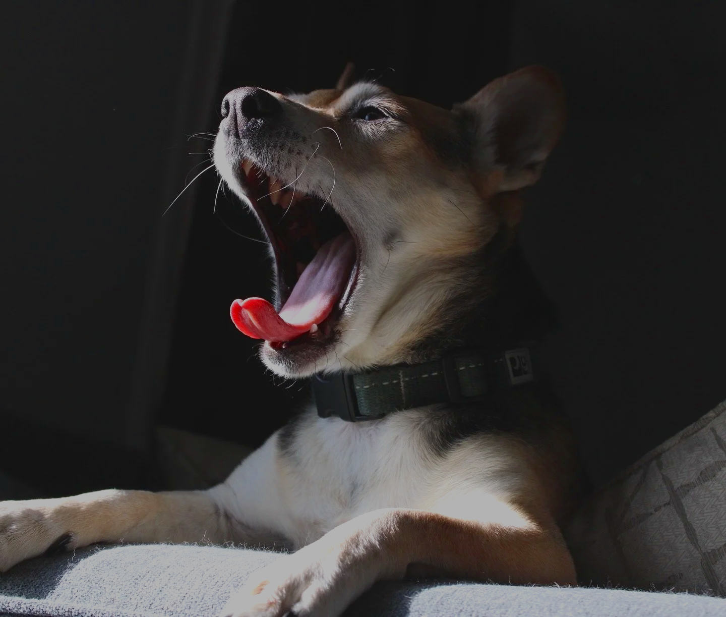 A dog yawning with eyes closed, tongue out, in a dark setting with sunlight illuminating part of its face.
