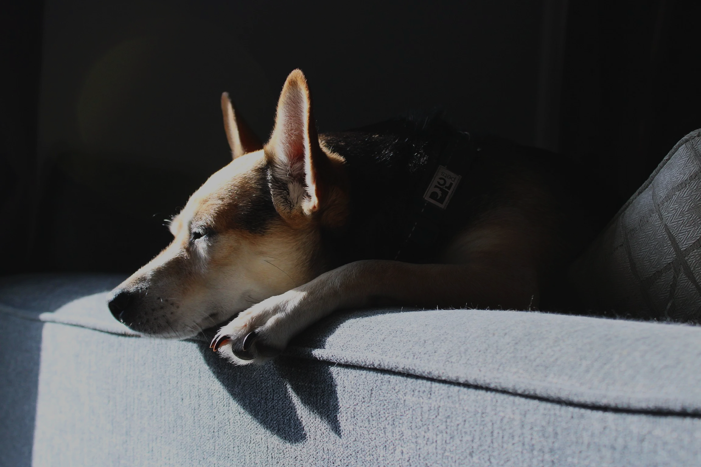 Dog resting on a couch in sunlight with closed eyes.