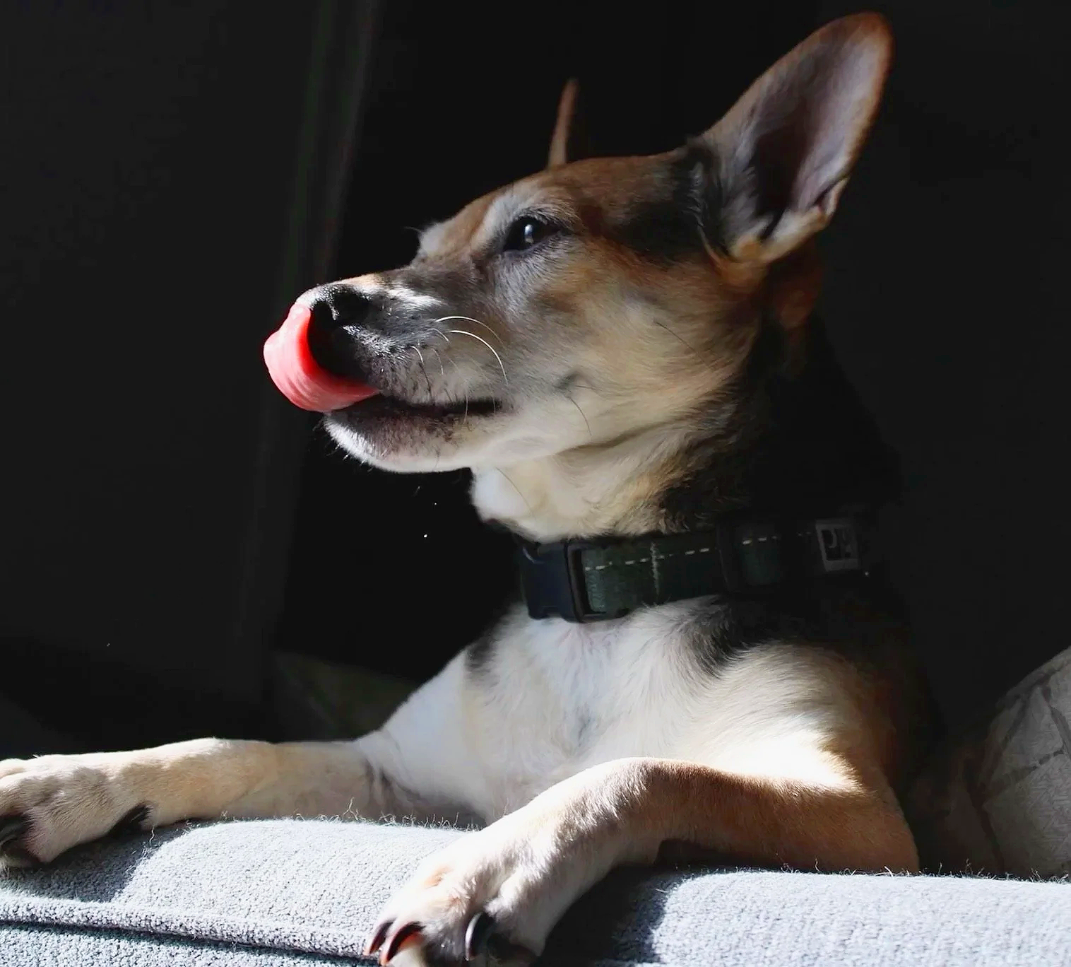 A dog sitting on a gray surface with sunlight on its face, licking its nose, with large ears and a black collar.
