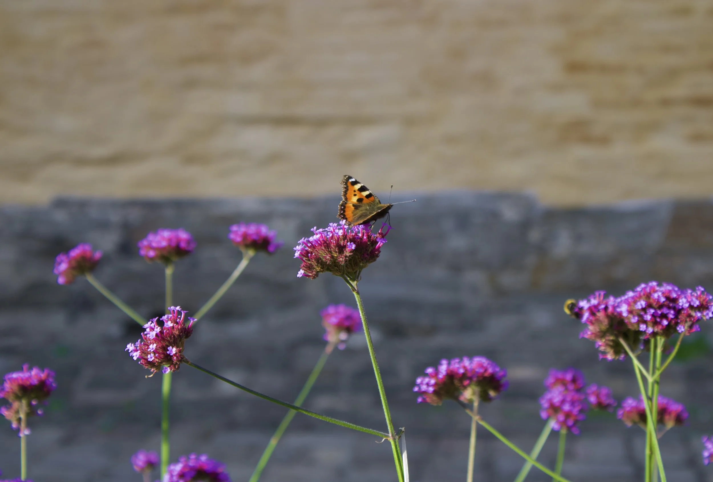 A butterfly perched on a pink flower with more pink flowers around it, set against a blurred background.