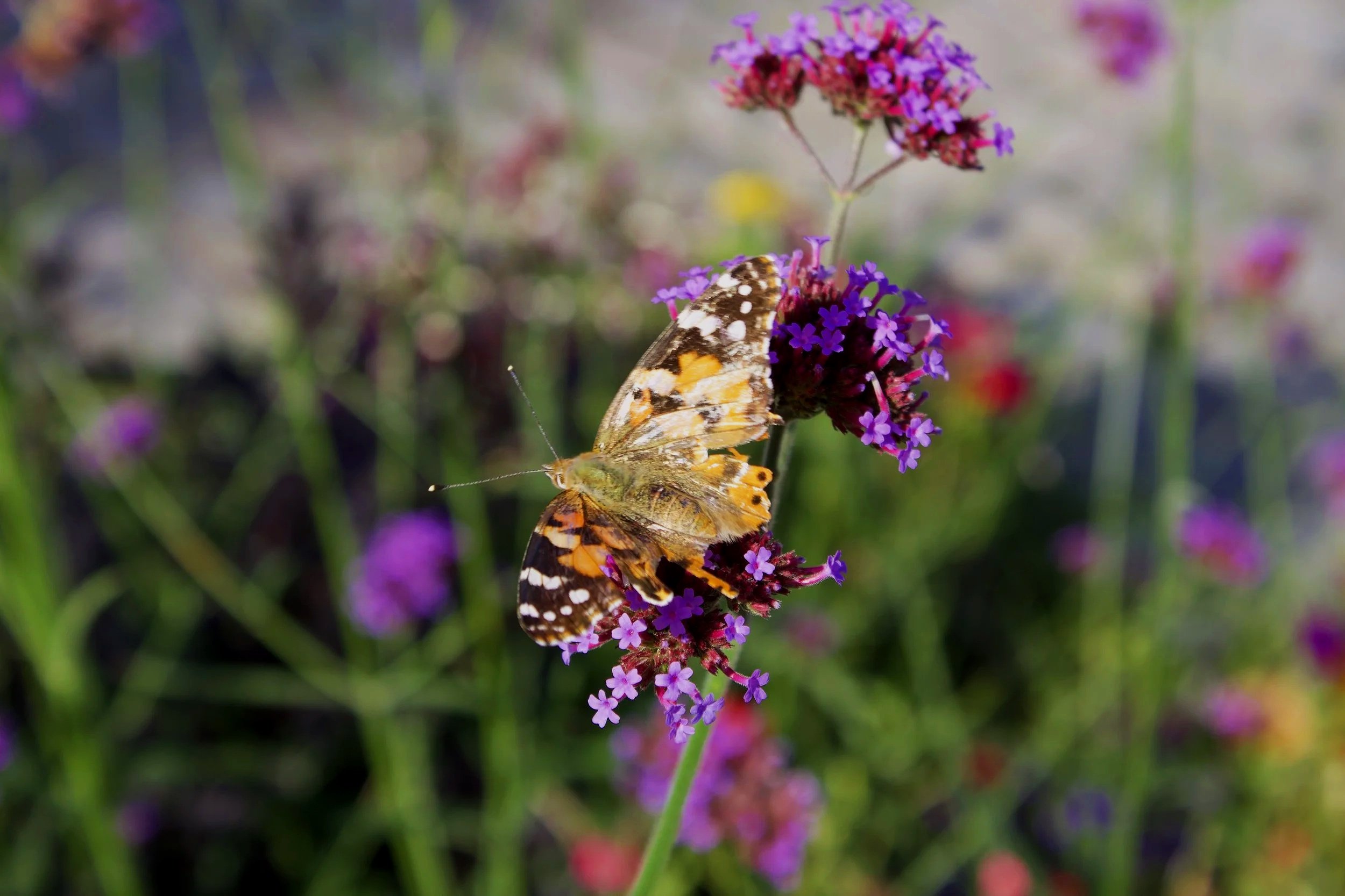 Close-up of a butterfly with colorful wings on purple and pink flowers in a garden setting.
