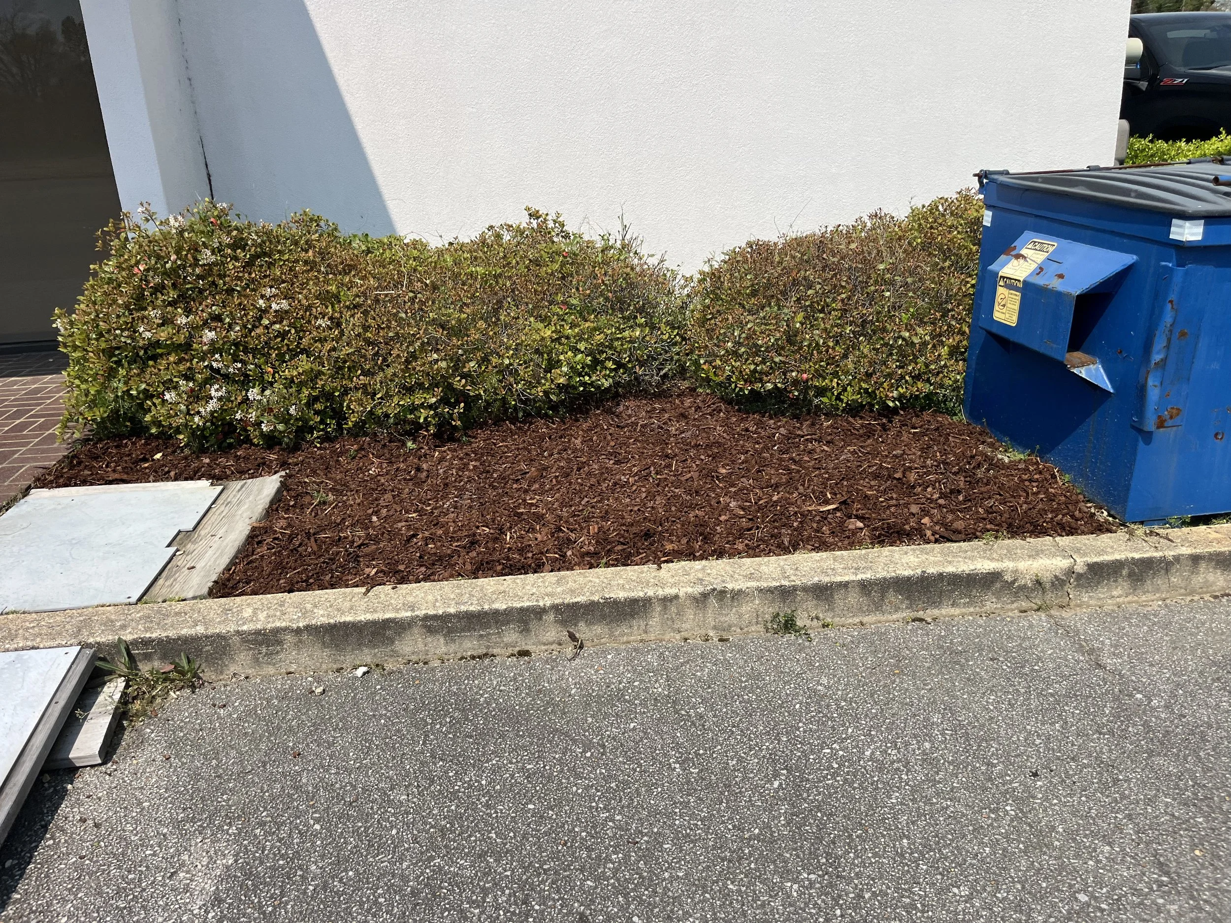 Small garden bed with bushes and mulch next to a white wall, blue trash bin, and parking lot with a vehicle in the background.