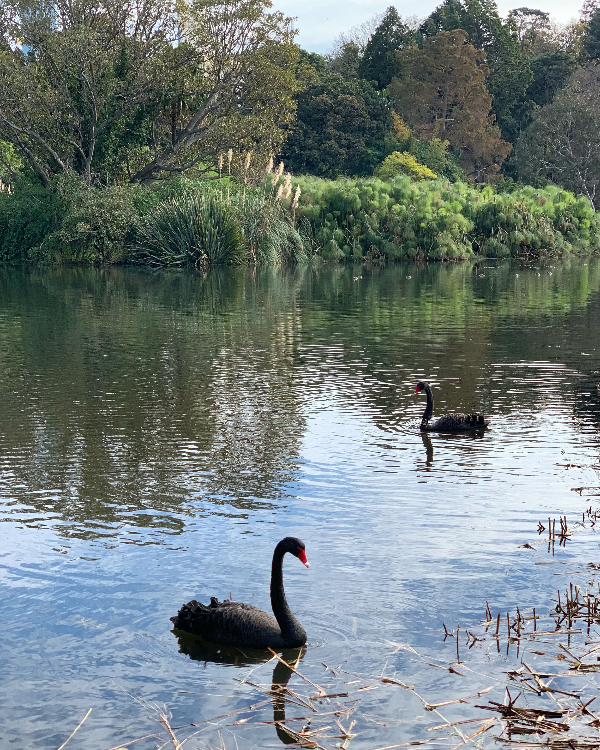 Two black swans swimming on a calm river with lush green trees and shrubs along the riverbank.