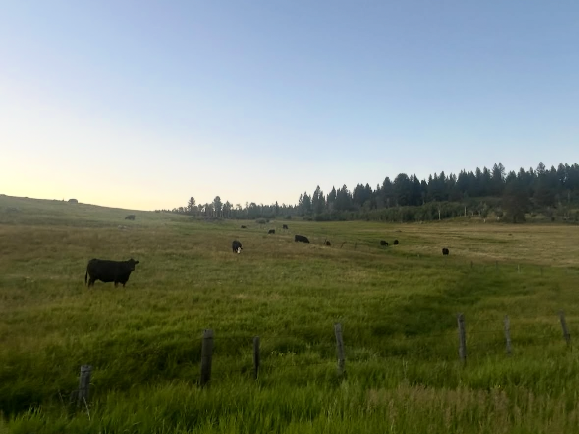 Cows in the pasture