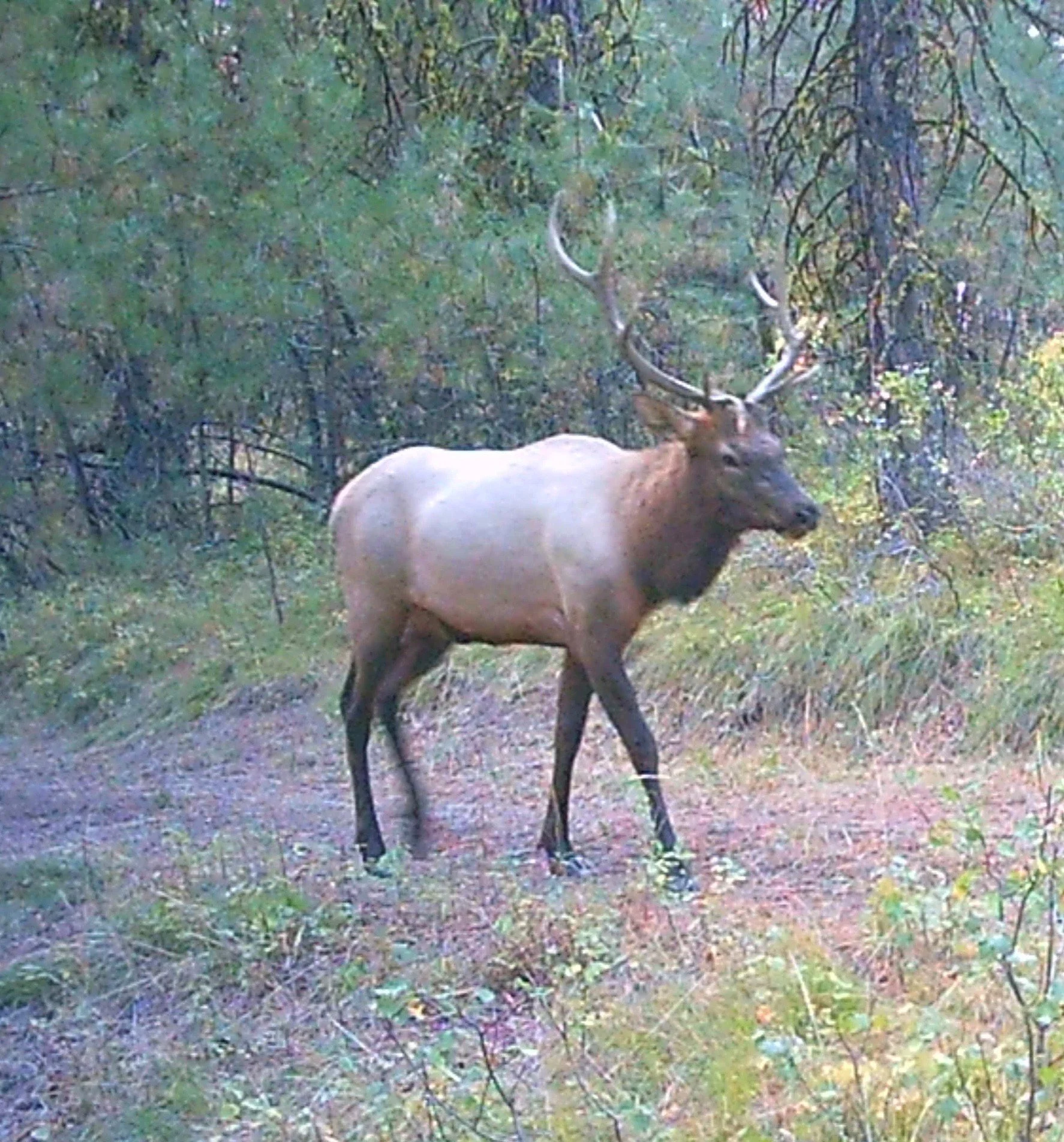 A buck walking through the woods