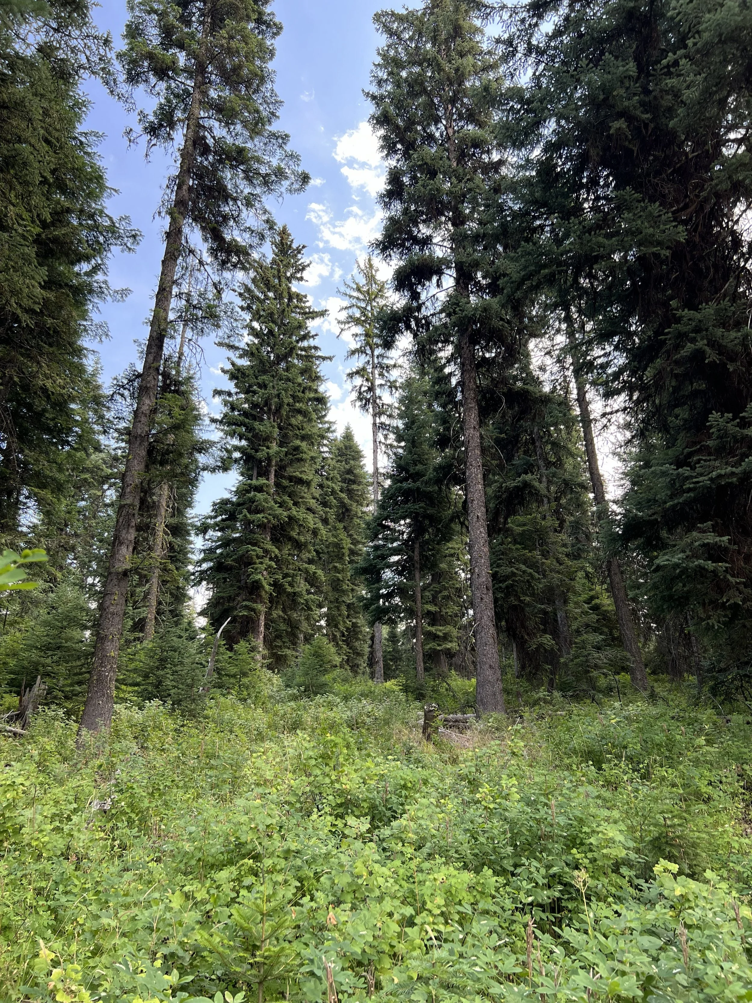 Tall green pine trees in a forest under a blue sky with scattered clouds, with lush green undergrowth at ground level.