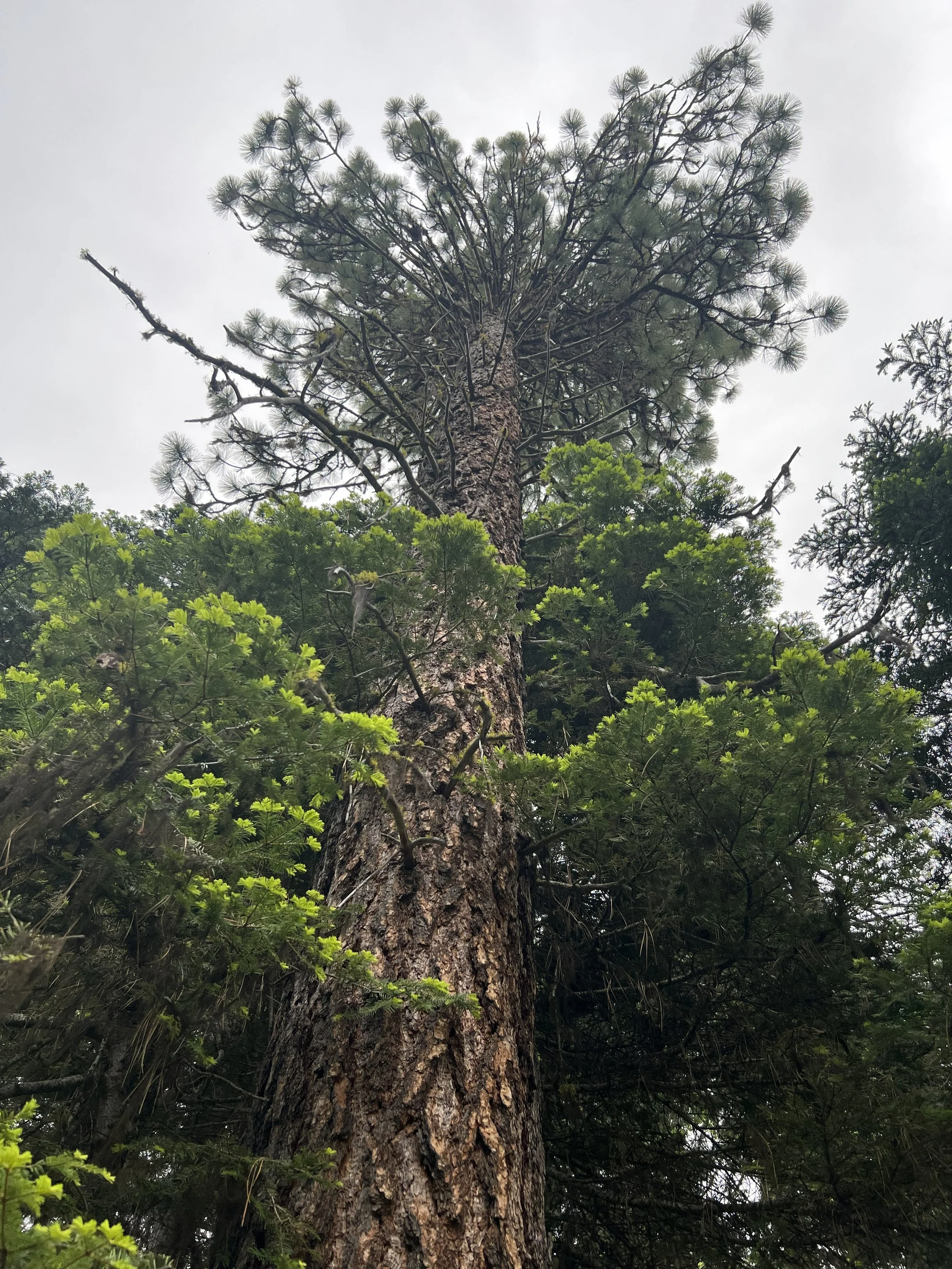 Old-growth trees in the forest