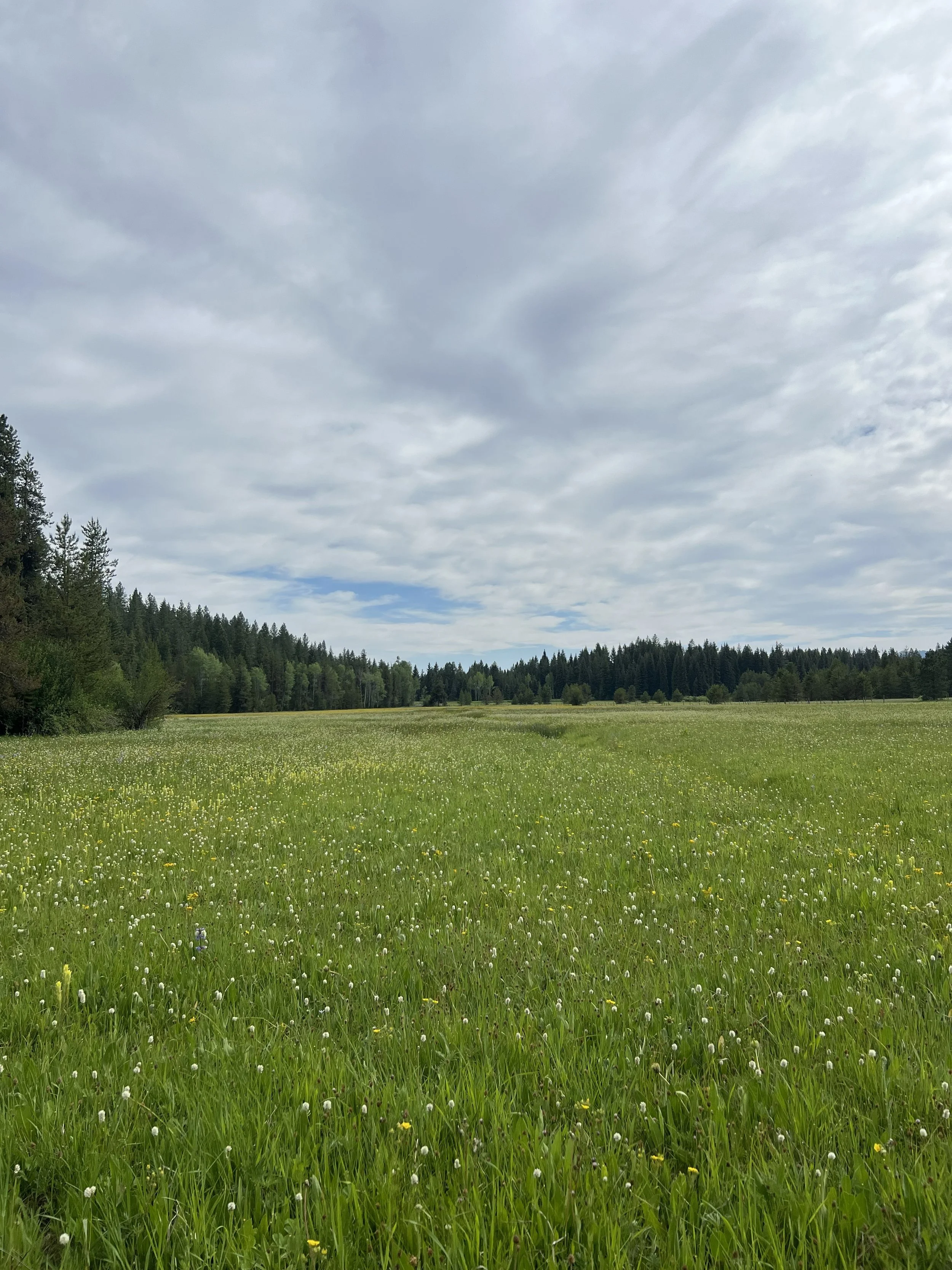 Springtime meadows