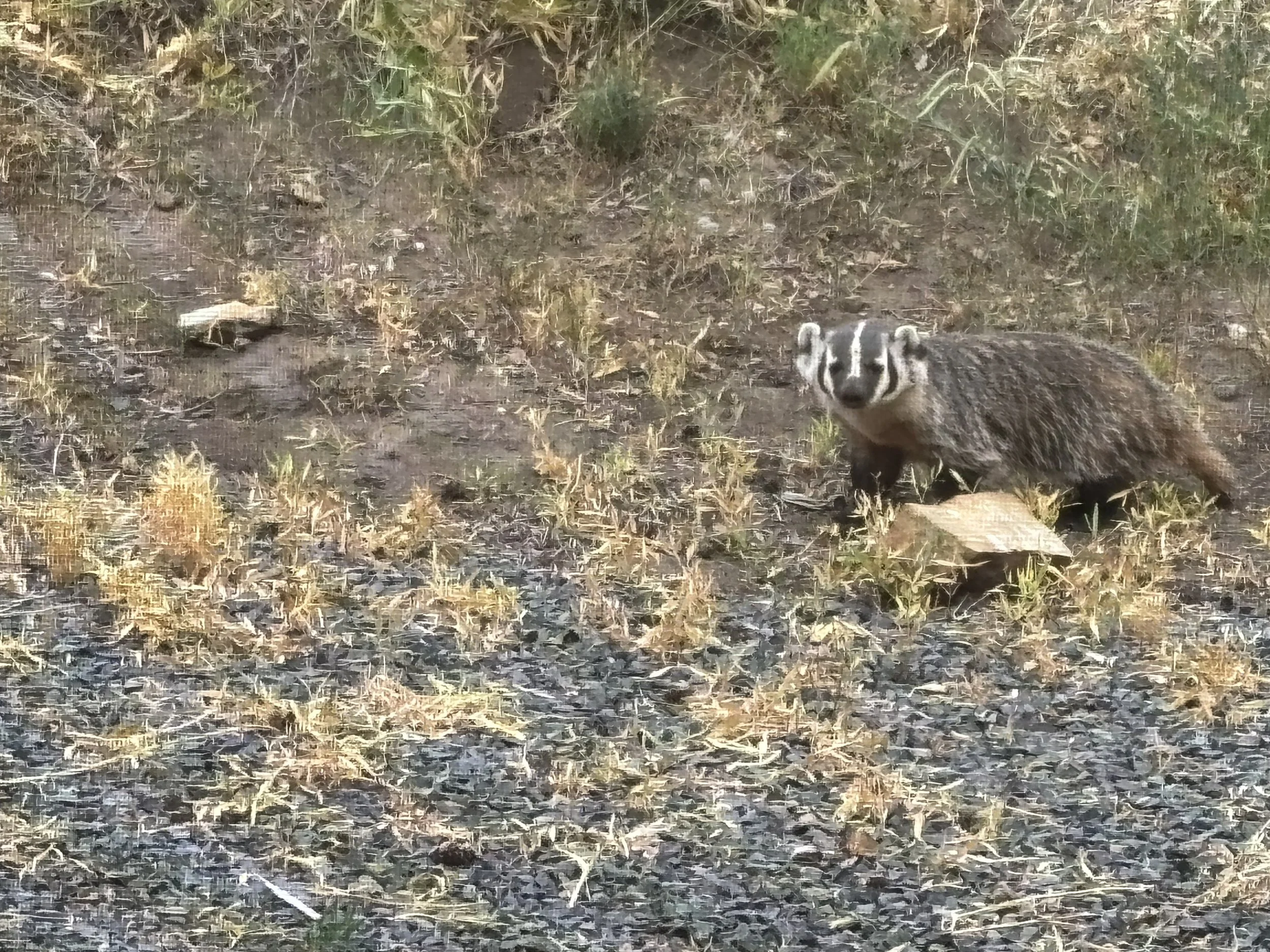 Badger on the go