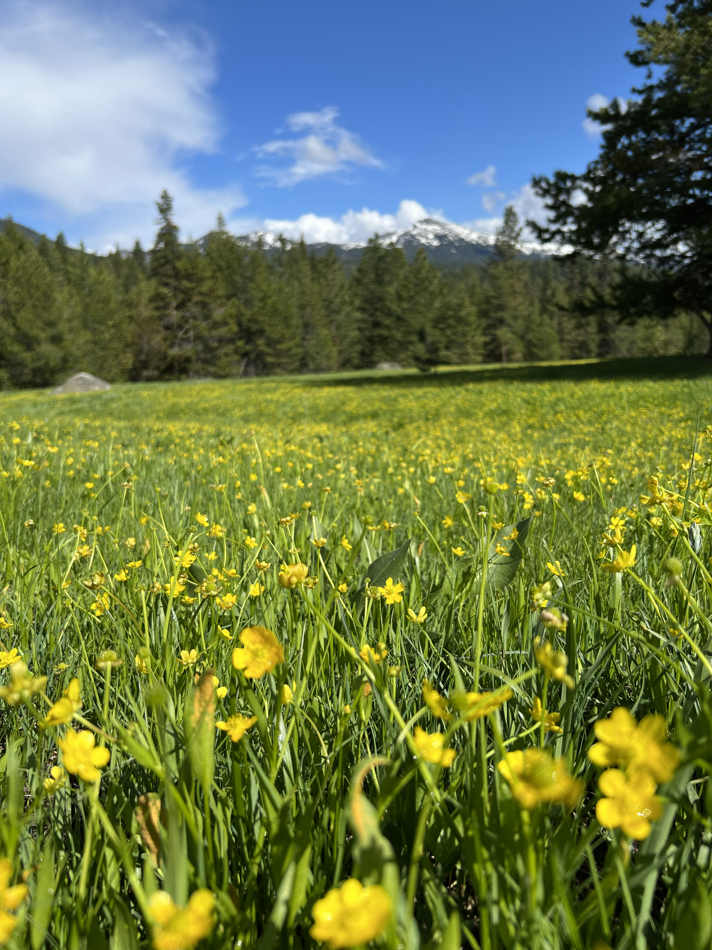 A meadow filled with yellow flowers in the foreground, a forest with tall trees in the middle ground, and snow-capped mountains under a bright blue sky with scattered clouds in the background.