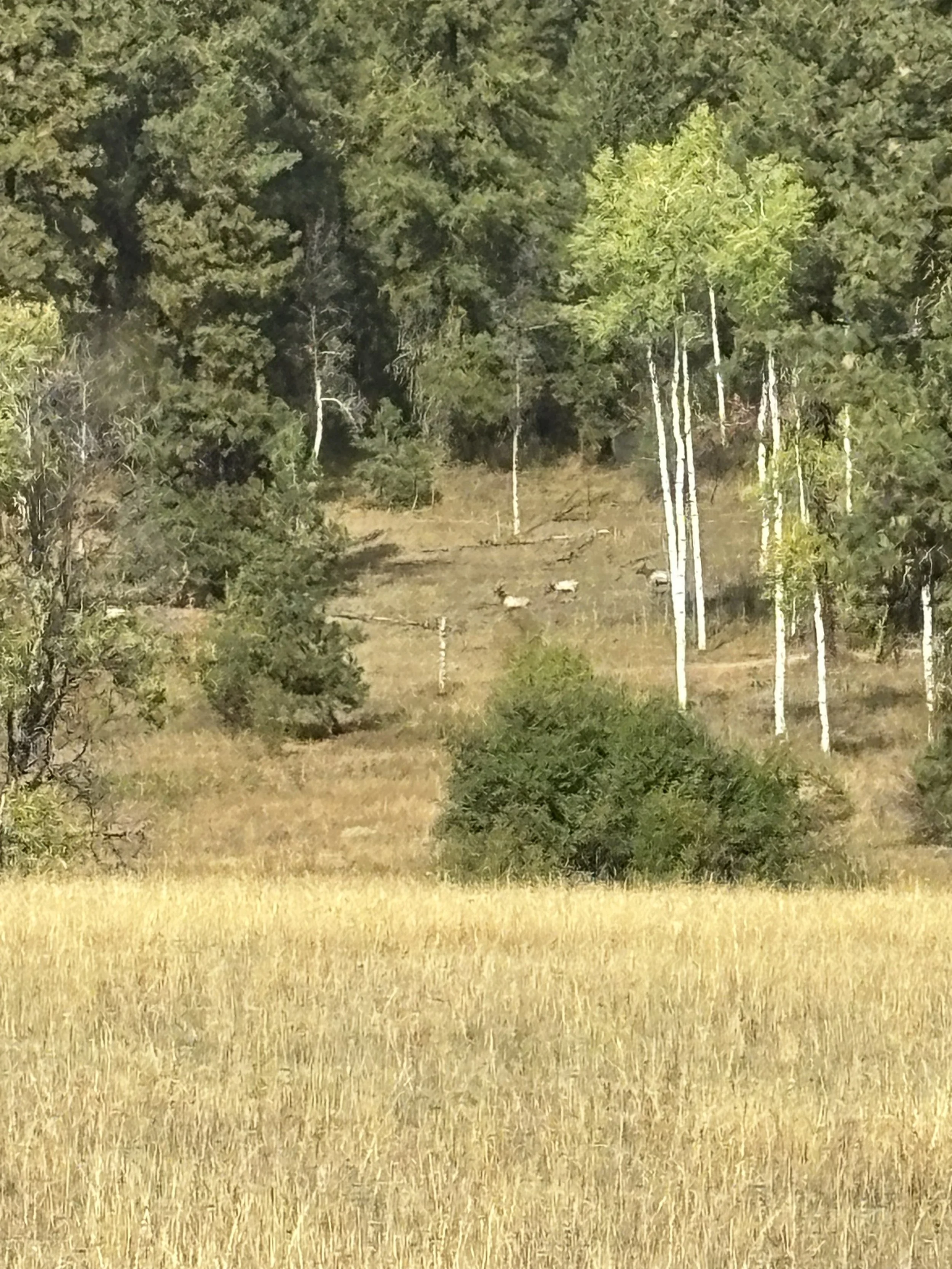 Can you spot them?