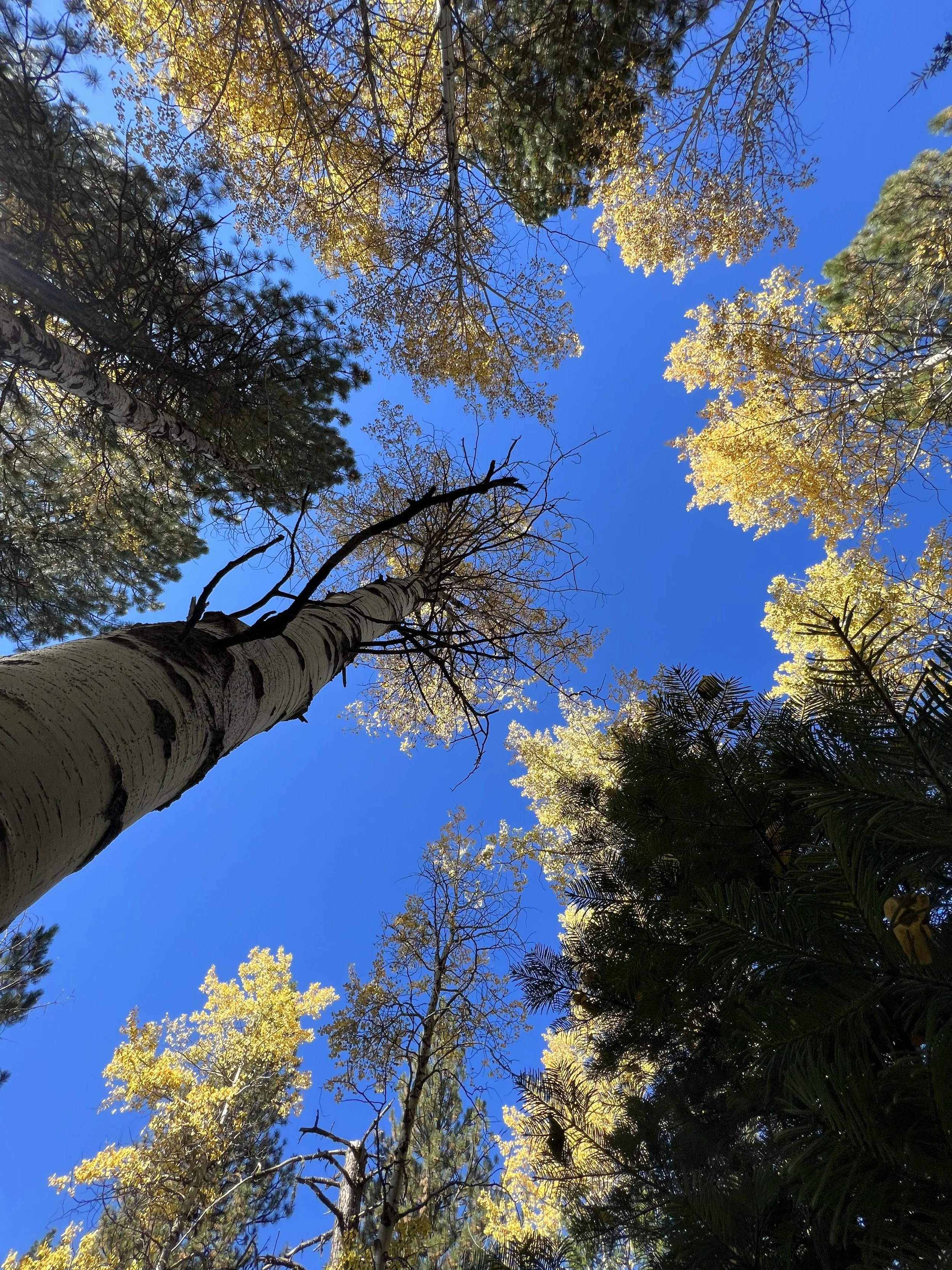 The view from below