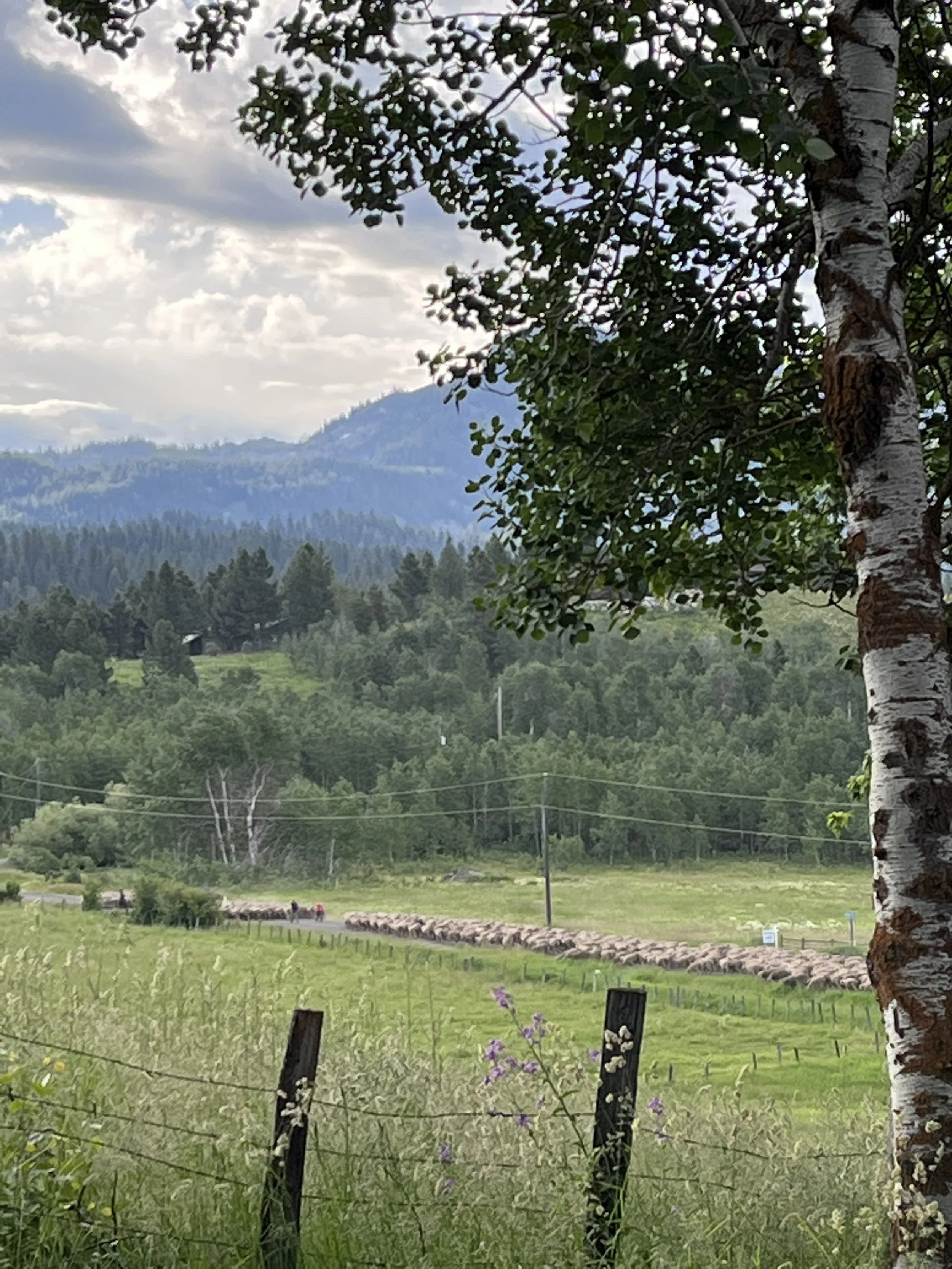 Annual trailing of the sheep