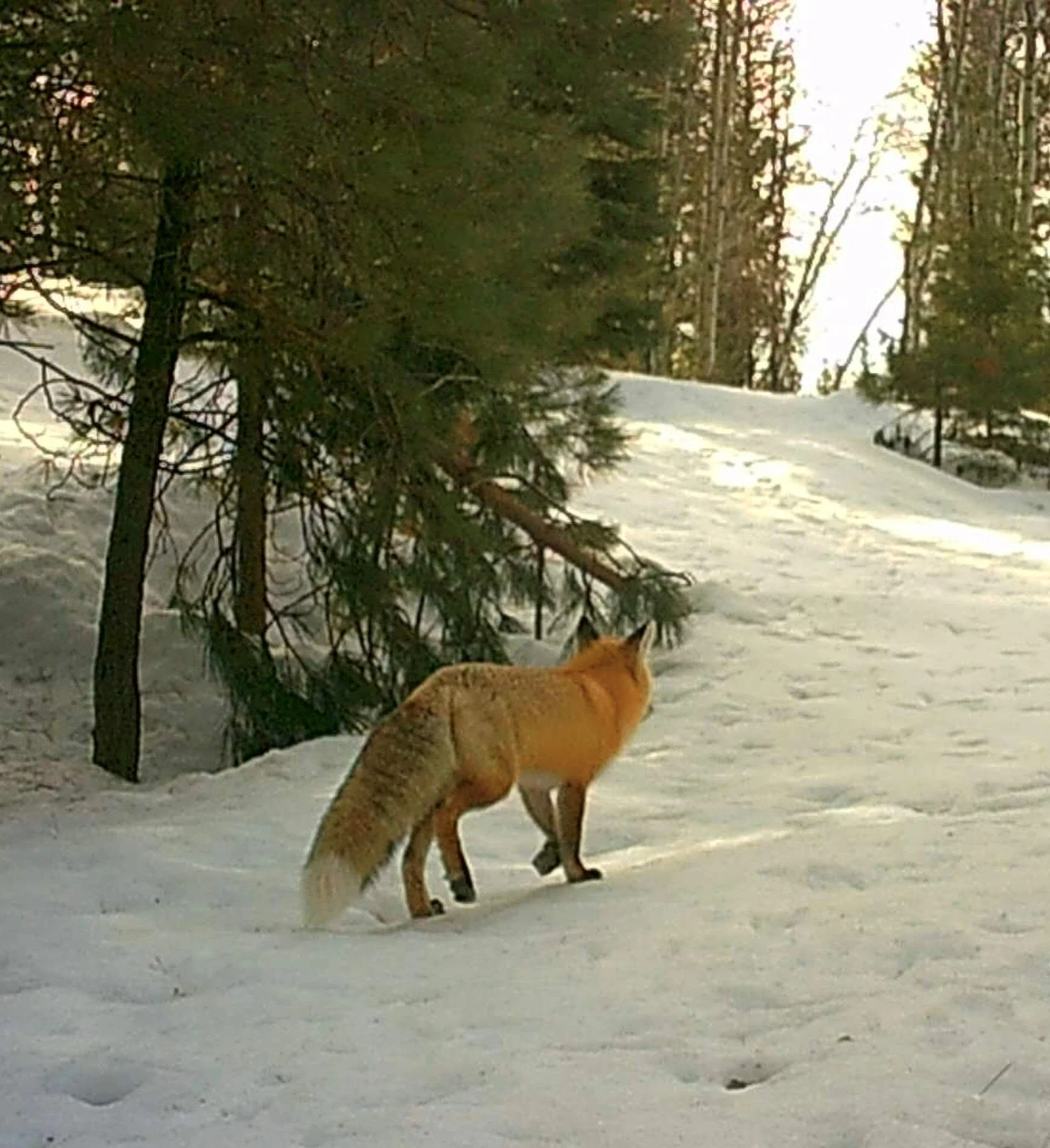Fox looking for food