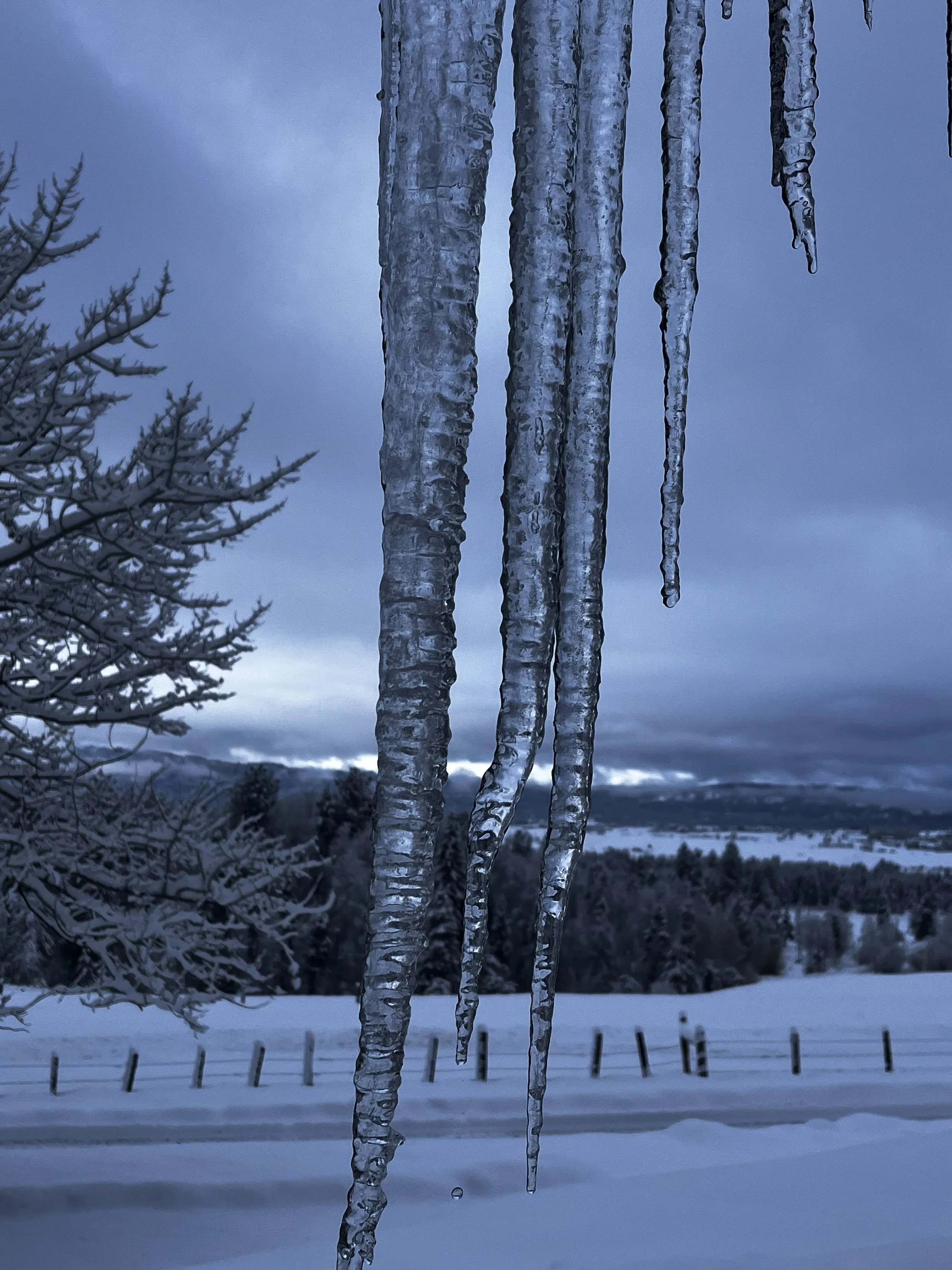 Close-up of icicles hanging from a tree branch against a winter landscape with snow-covered fields, a fence, and distant mountains under a cloudy sky.