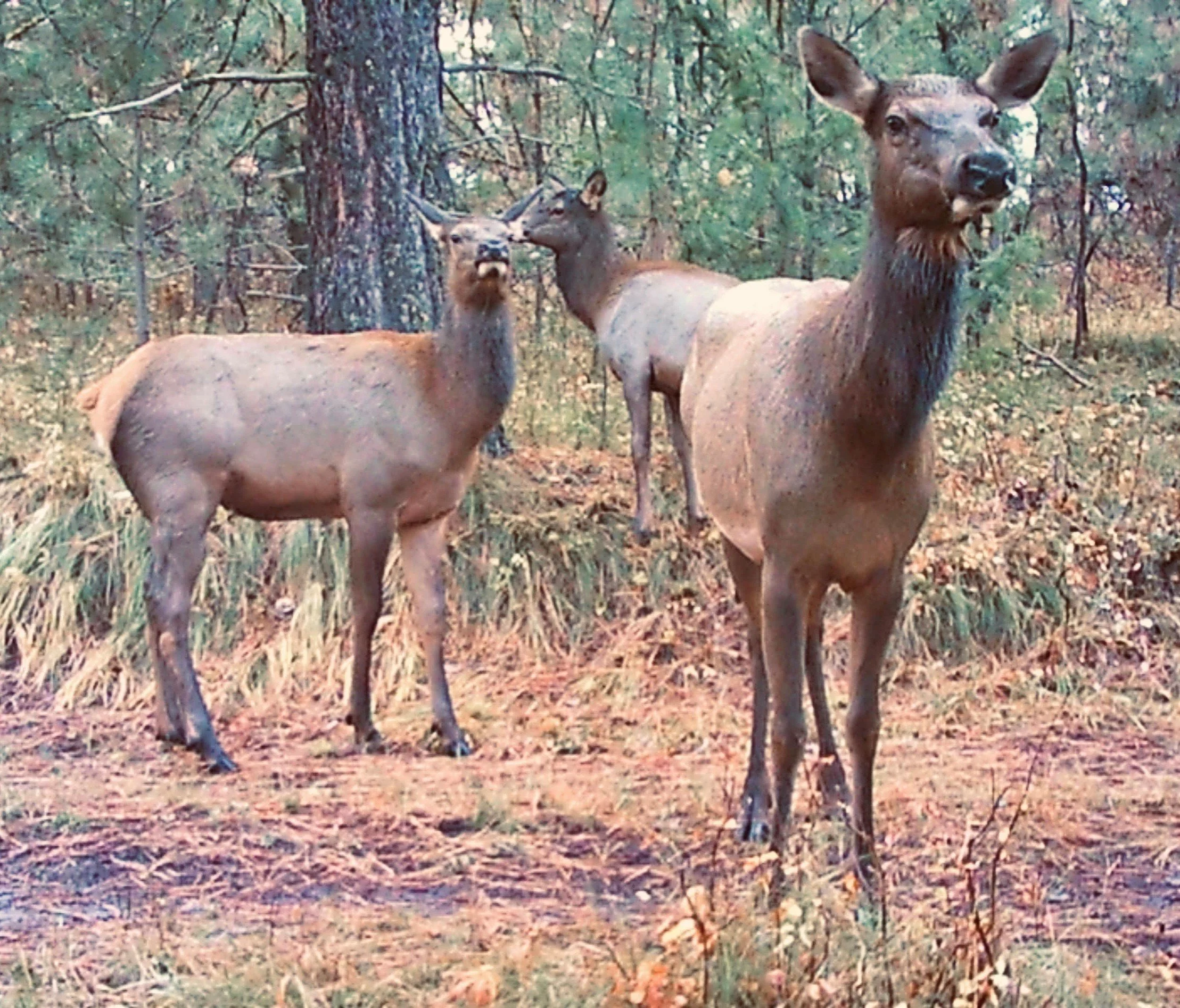 Three deer standing among trees in a forest with fallen leaves on the ground.
