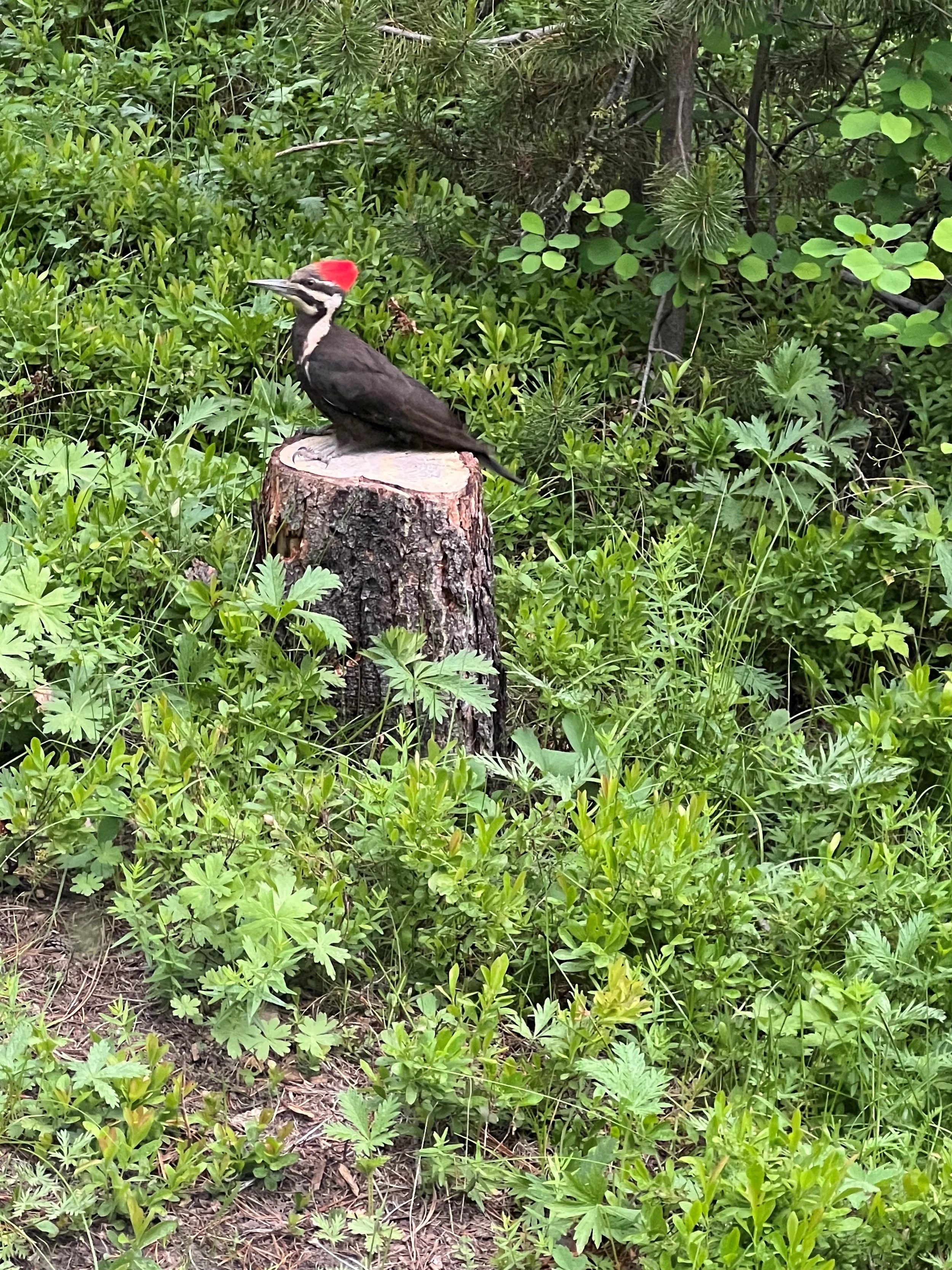 Red-headed woodpecker