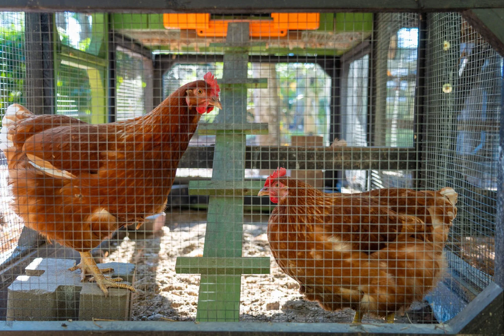 Chicken Coop (Copy)