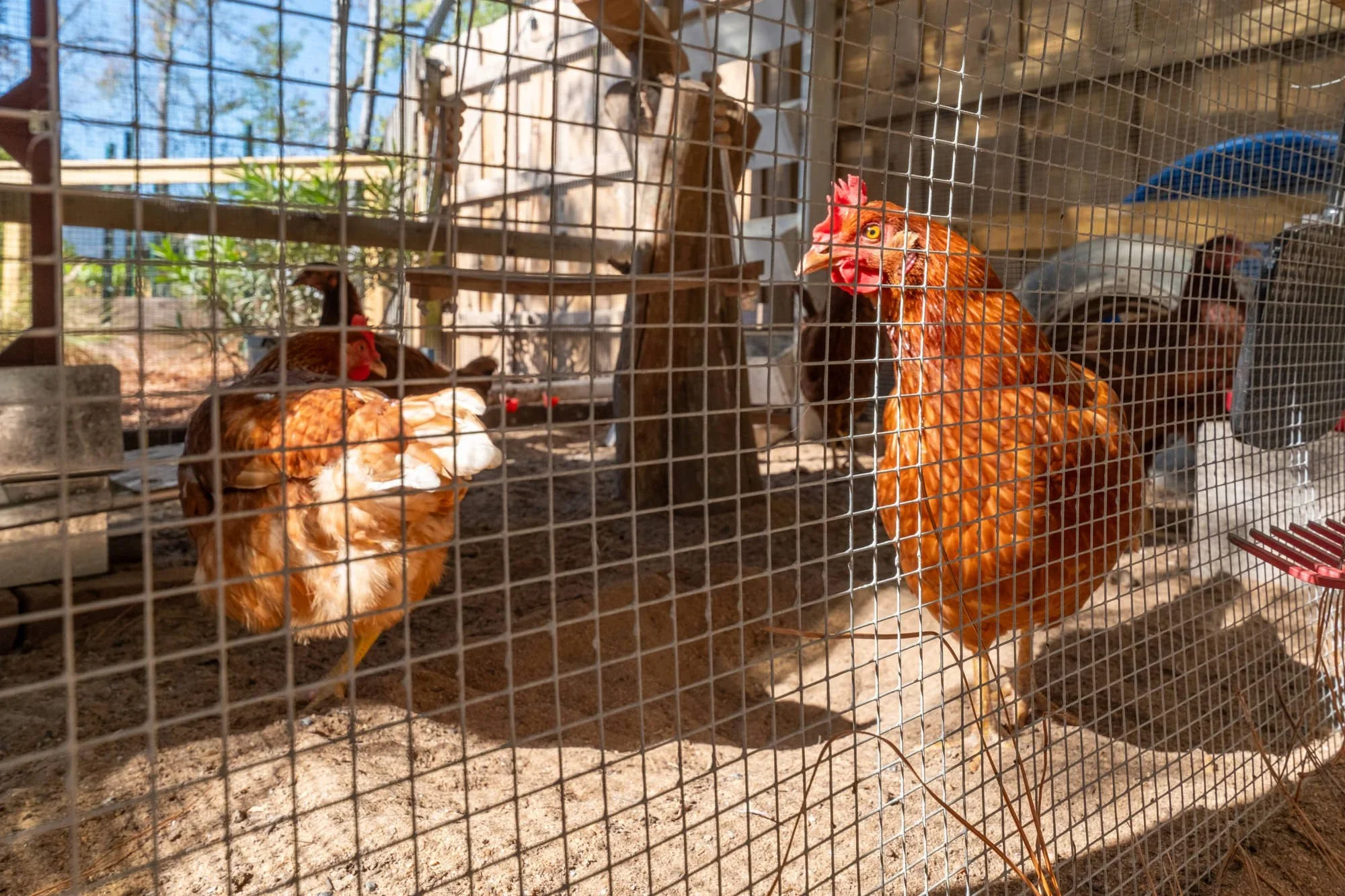 Chicken Coop (Copy)