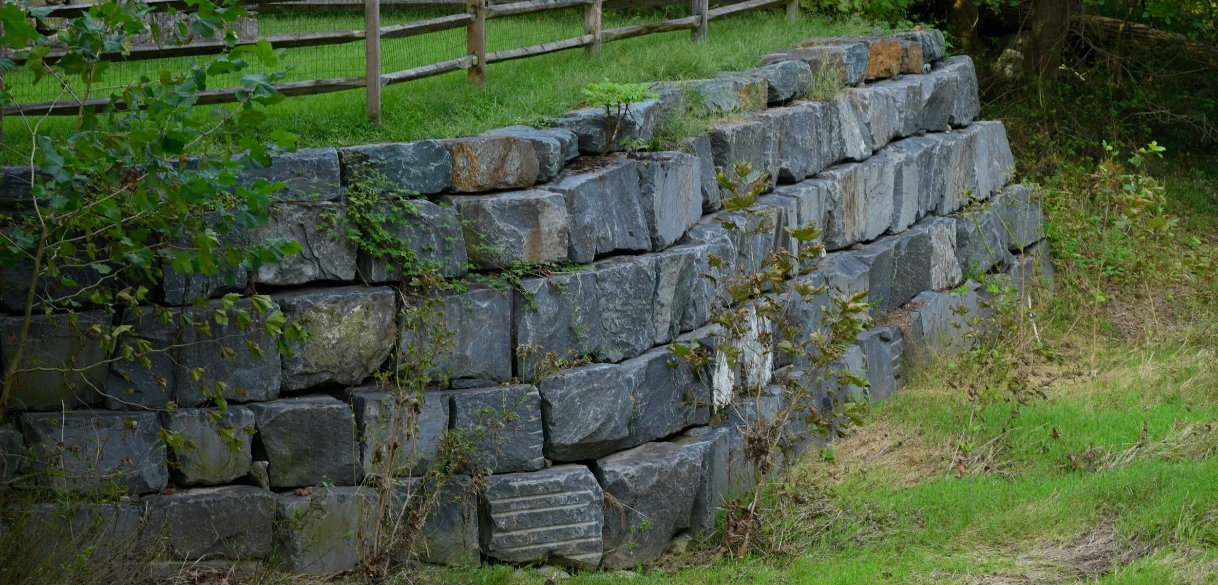 A stone retaining wall with greenery and plants growing between the stones, with a wooden fence and grass on top.