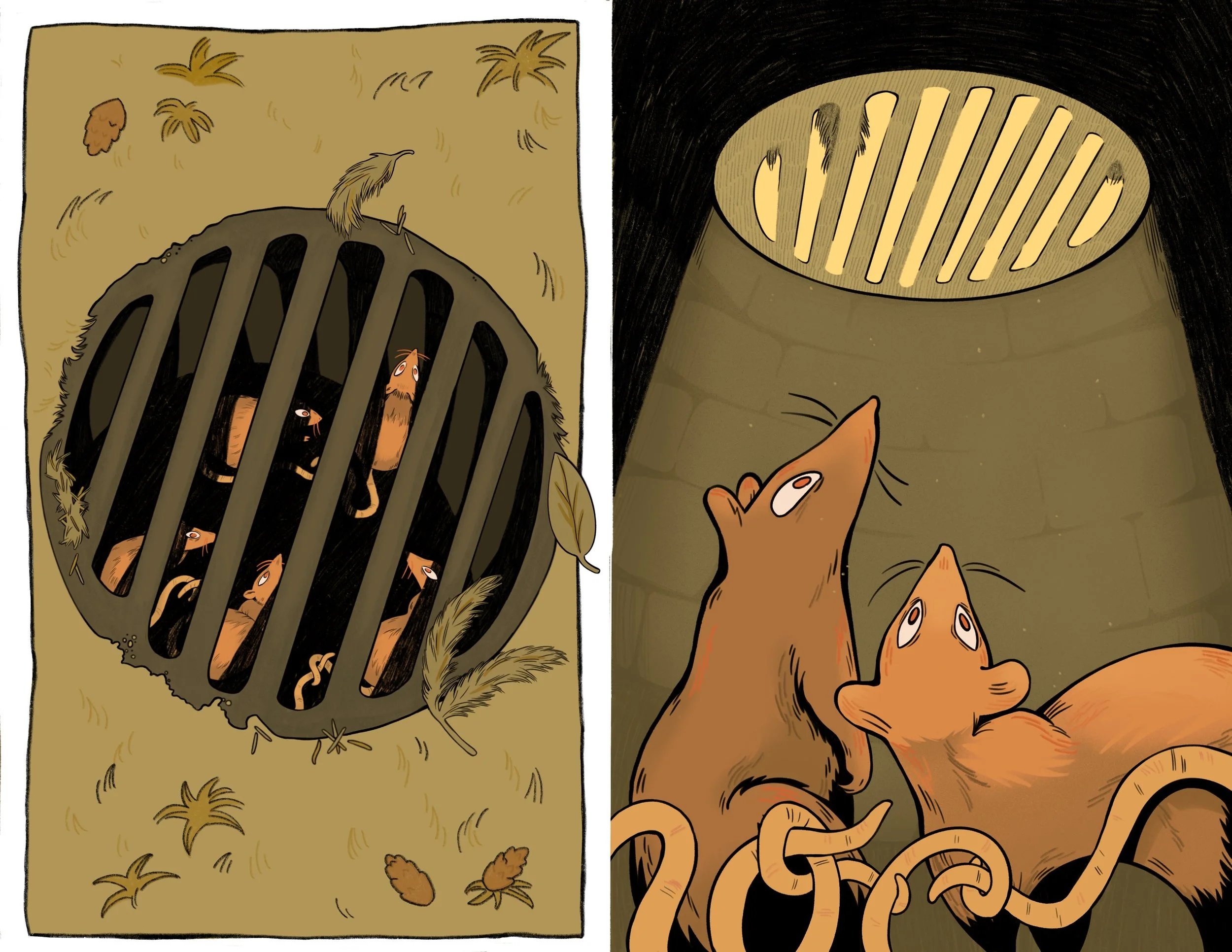 Rats in a drain from above and below