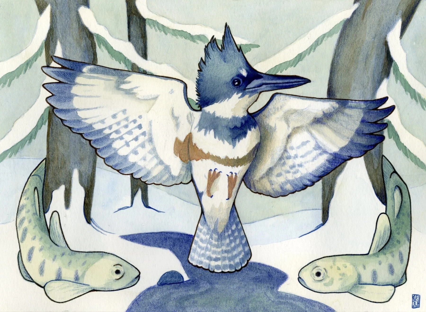 a kingfisher bird its wings spread, rainbow trout borders him in the woods