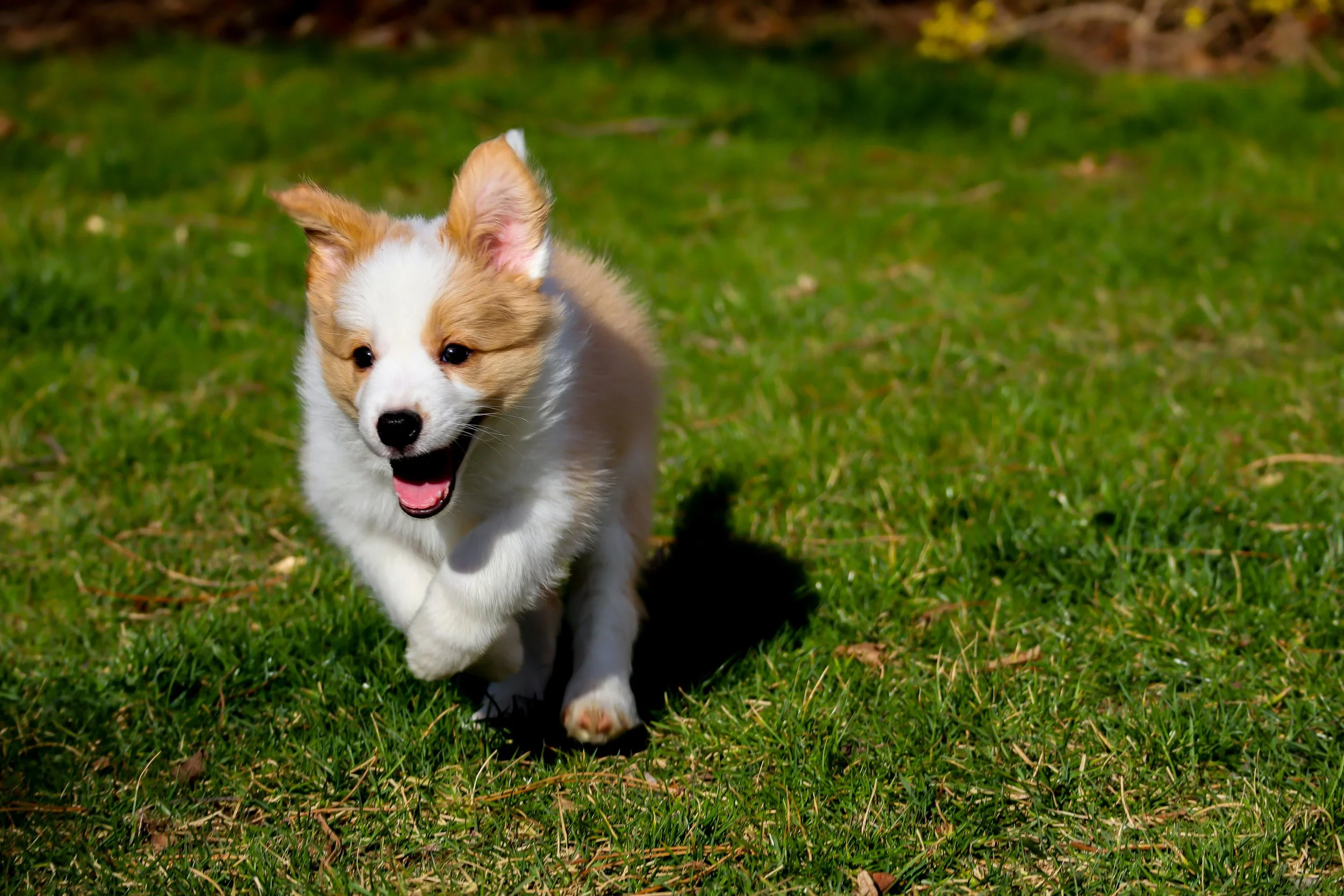 Puppy Setup Package