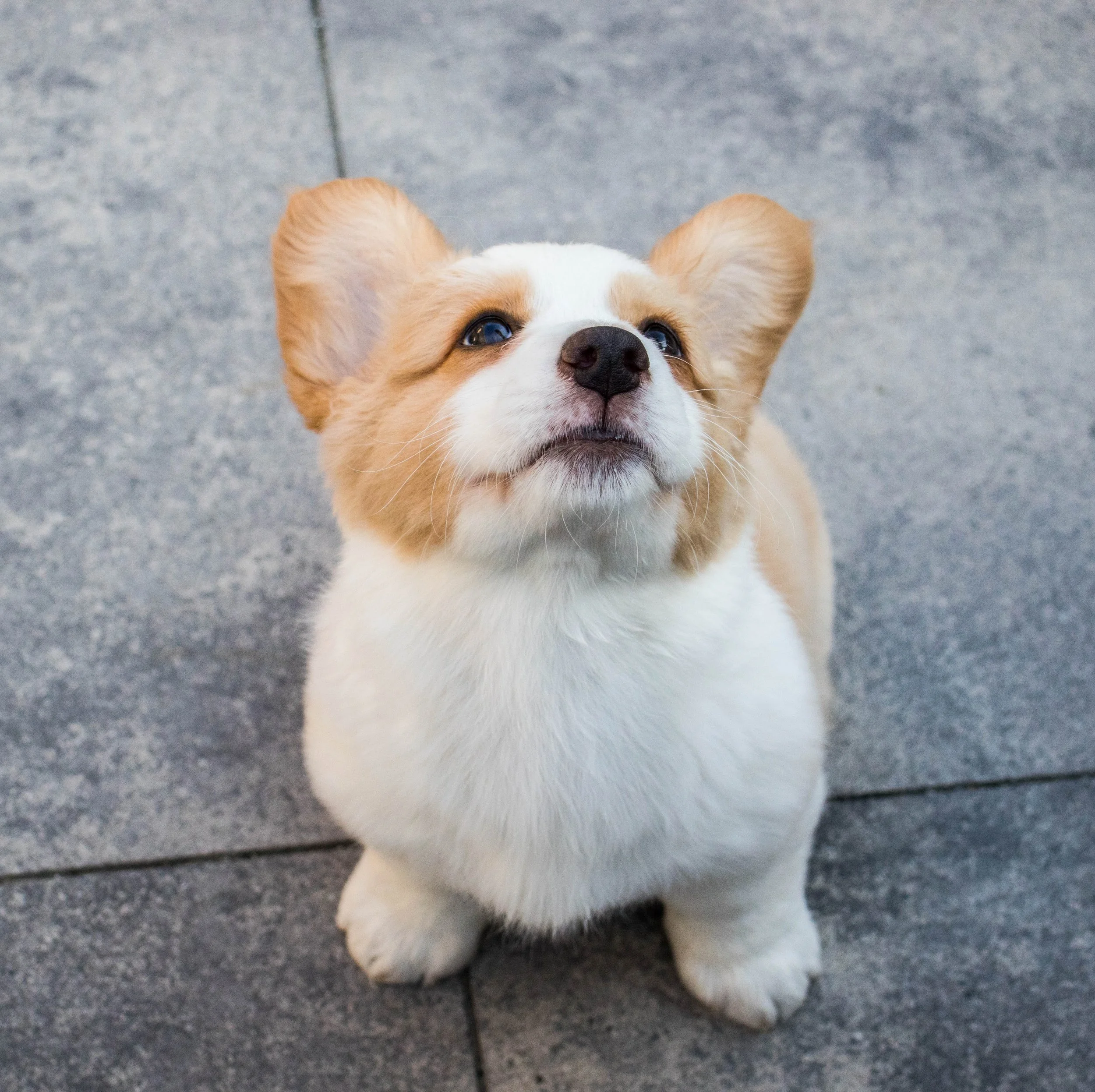 Puppy Class