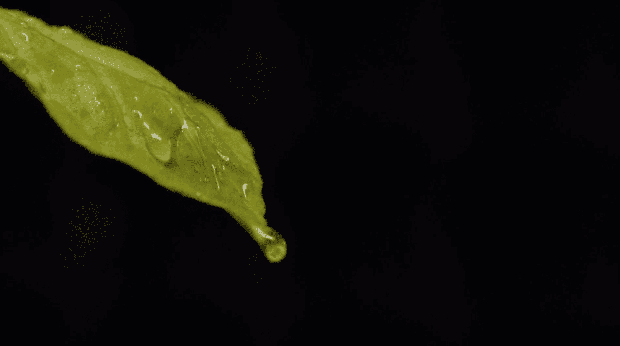 Screenshot 2026-04-08 at 15.43.40.png