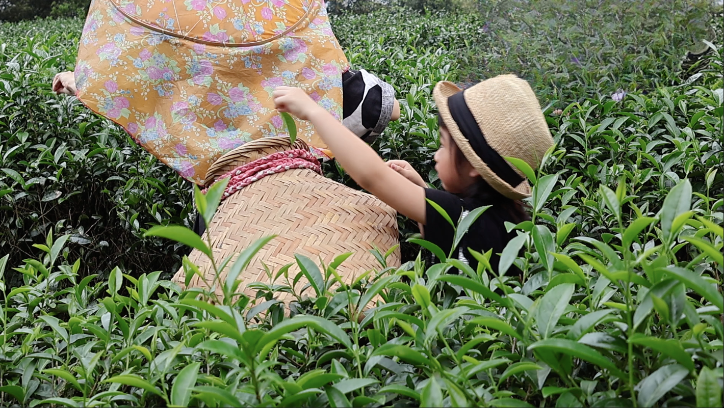 Natural Tea Manor received Michelin Selected status in 2025. Discover the fragrant birthplace of legendary Baozhong tea just 10 minutes away from Nangang MRT.