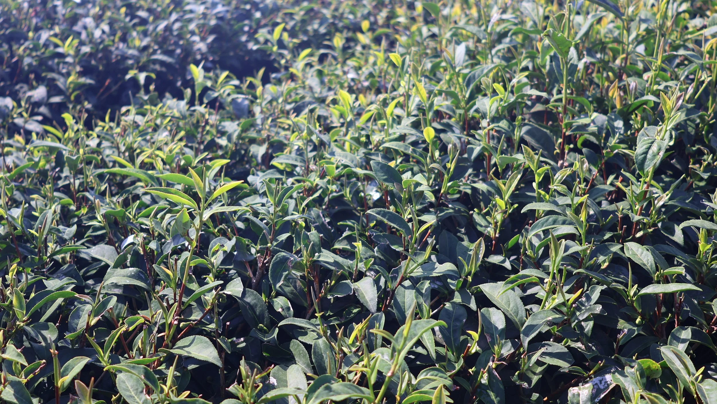 The T Scout|Alishan Tea Tasting with A Campion Tea Maker